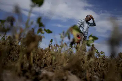 Martín Sturla camina por su cultivo de soja en medio de una fuerte sequía en San Antonio de Areco, Argentina, el lunes 20 de marzo de 2023. Sturla asegura haber perdido el 85% de su cosecha de soja y maíz por culpa de la sequía. El gobierno argentino anunció el miércoles 5 de abril de 2023 que permitirá a los productores de soja liquidar una vez más sus ganancias a un tipo de cambio de dólar más conveniente que el oficial para amortiguar las pérdidas de una sequía histórica. (AP Foto/Natacha Pisarenko)