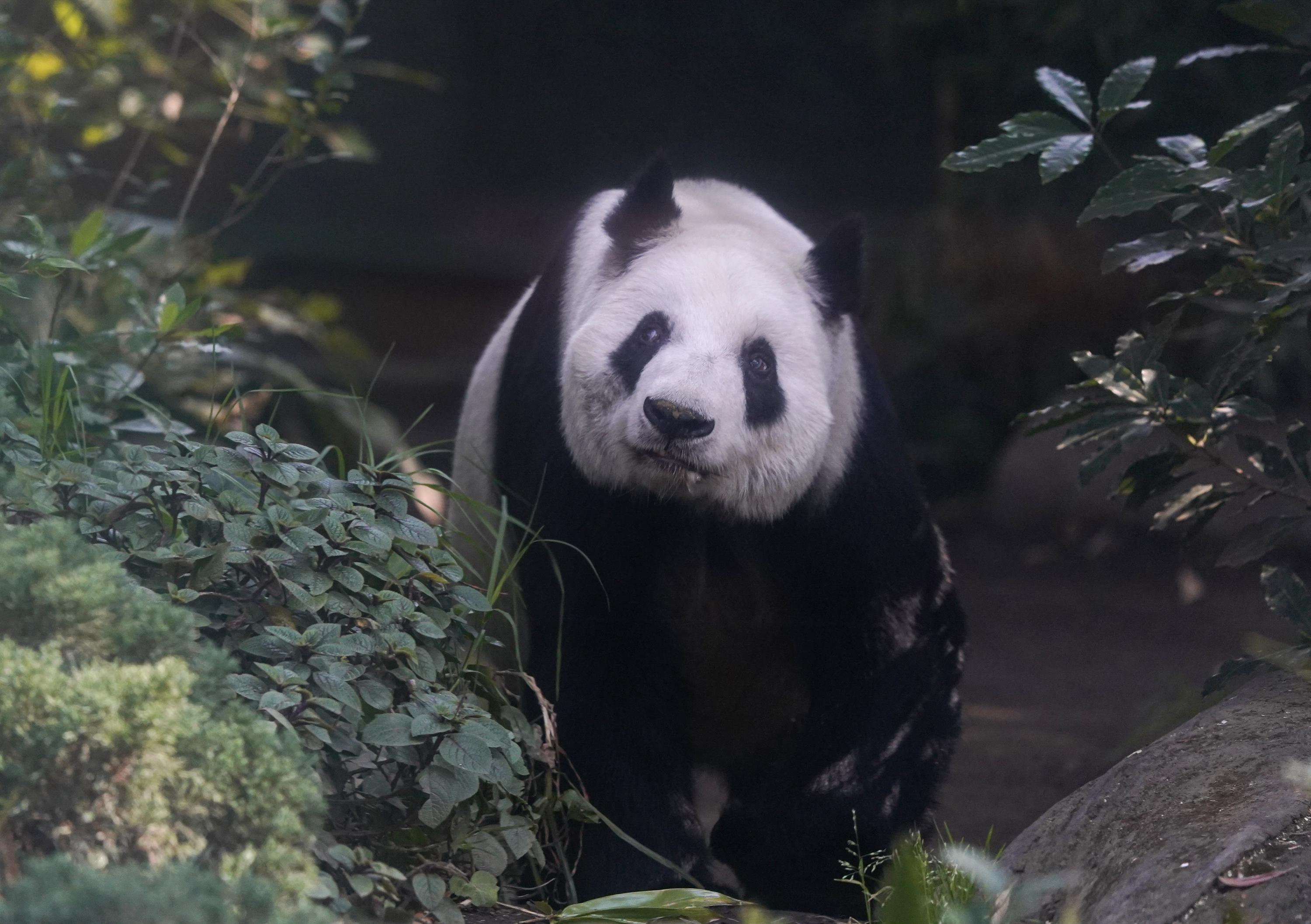 giant pandas in the wild