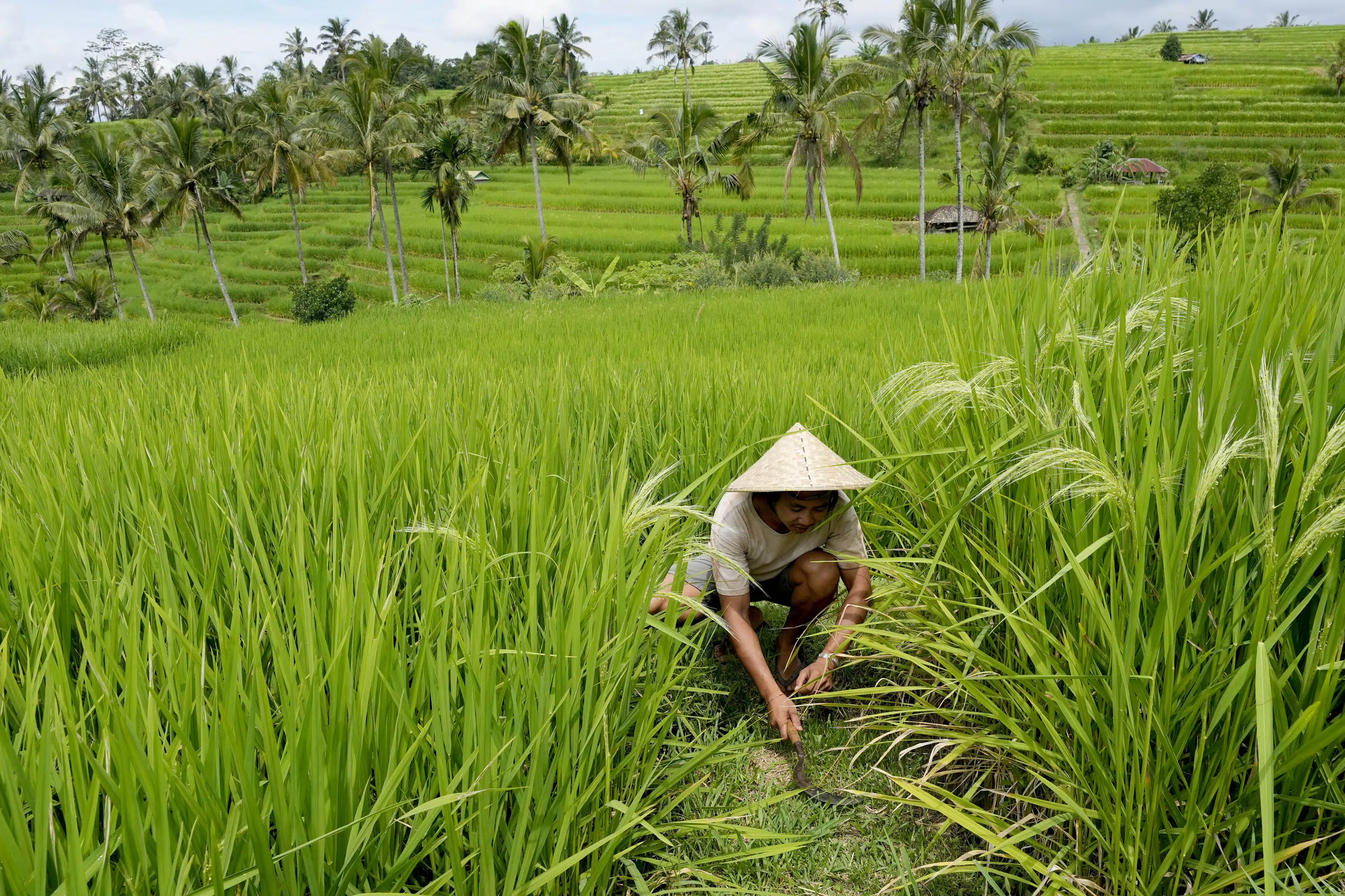 Bali’s water crisis threatens local culture, UNESCO sites