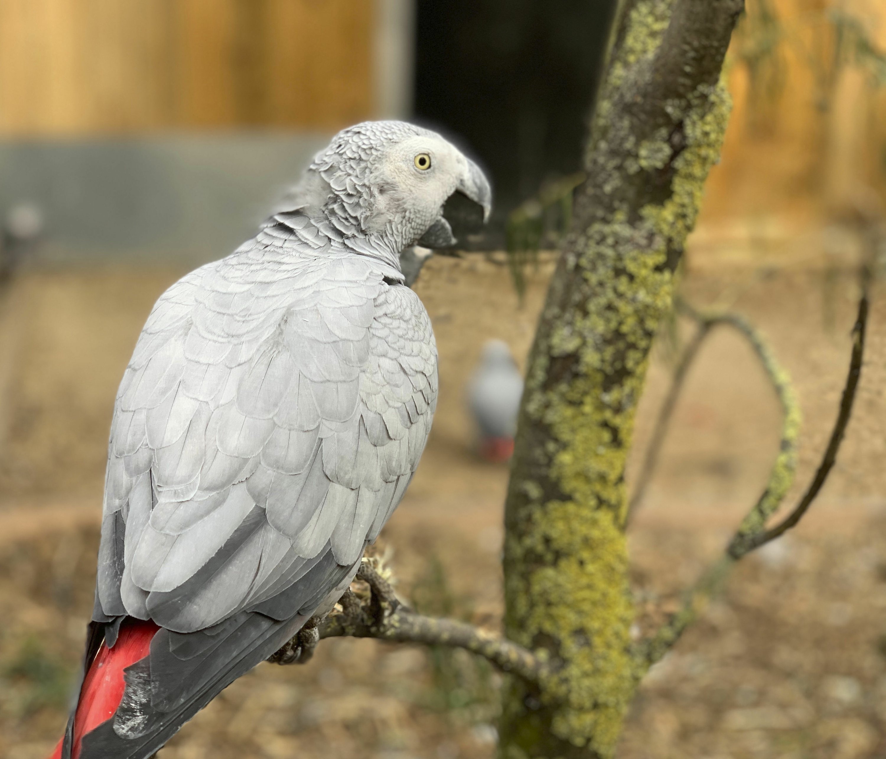 gray-parrots-separated-at-zoo-after-swearing-a-blue-streak