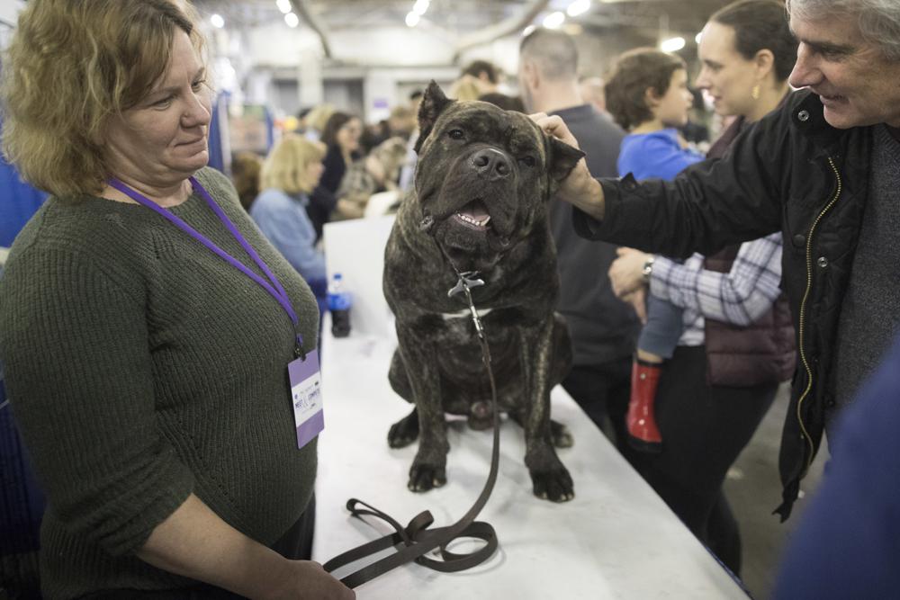 ARCHIVO - A Ledous, un cane corso, le rascan la oreja mientras se le muestra durante el evento de acompañantes de razas en el Westminster Kennel Club Dog Show, el 10 de febrero de 2018, en Nueva York.  El ranking anual de popularidad del American Kennel Club sale a la luz el martes 15 de marzo de 2022. (AP Photo/John Minchillo, File)