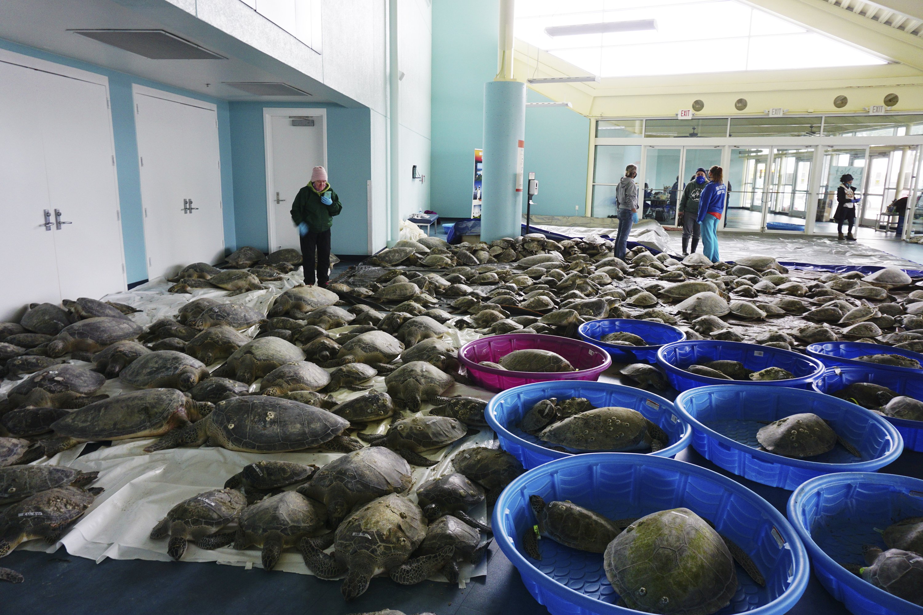 Thousands of cold-sea turtles being rescued in Texas
