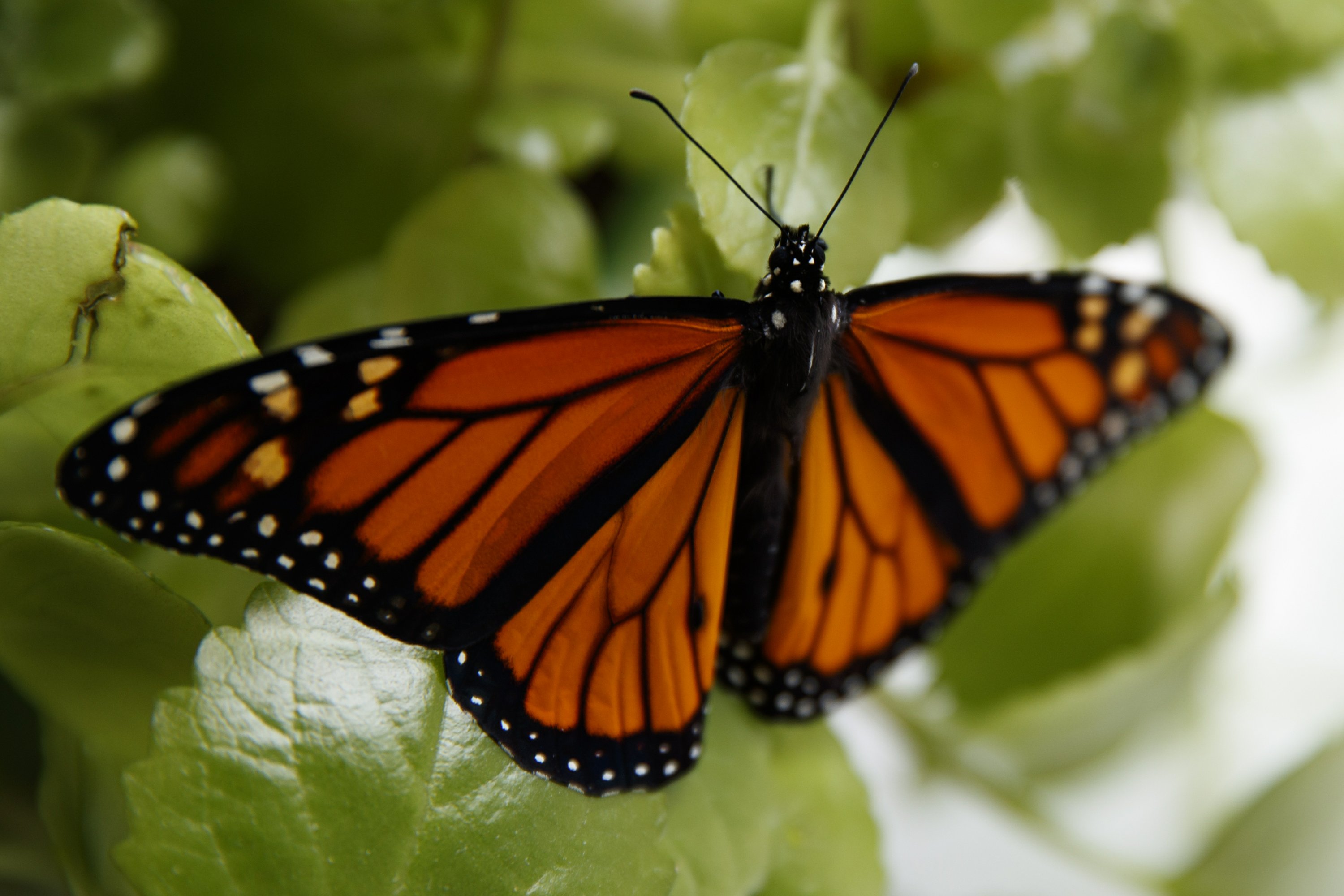 Feds To Delay Seeking Legal Protection For Monarch Butterfly The 