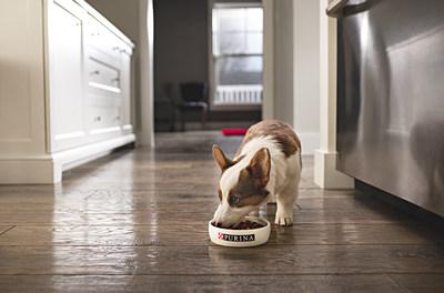 how long is a dog year