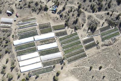 Imagen tomada desde las alturas por la Oficina del sheriff del condado Deschutes,  el 2 de septiembre de 2021, en la que se ve un cultivo de marihuana en la comunidad de Alfalfa, Oregon. (Sheriff del condado Deschutes vía AP)