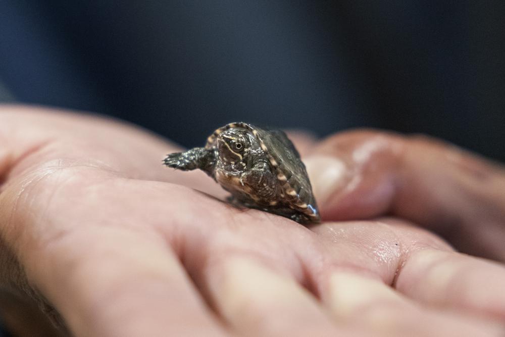 Turtles in demand as pets, leading to a spike in poaching Turtles in demand as pets, leading to a spike in poaching