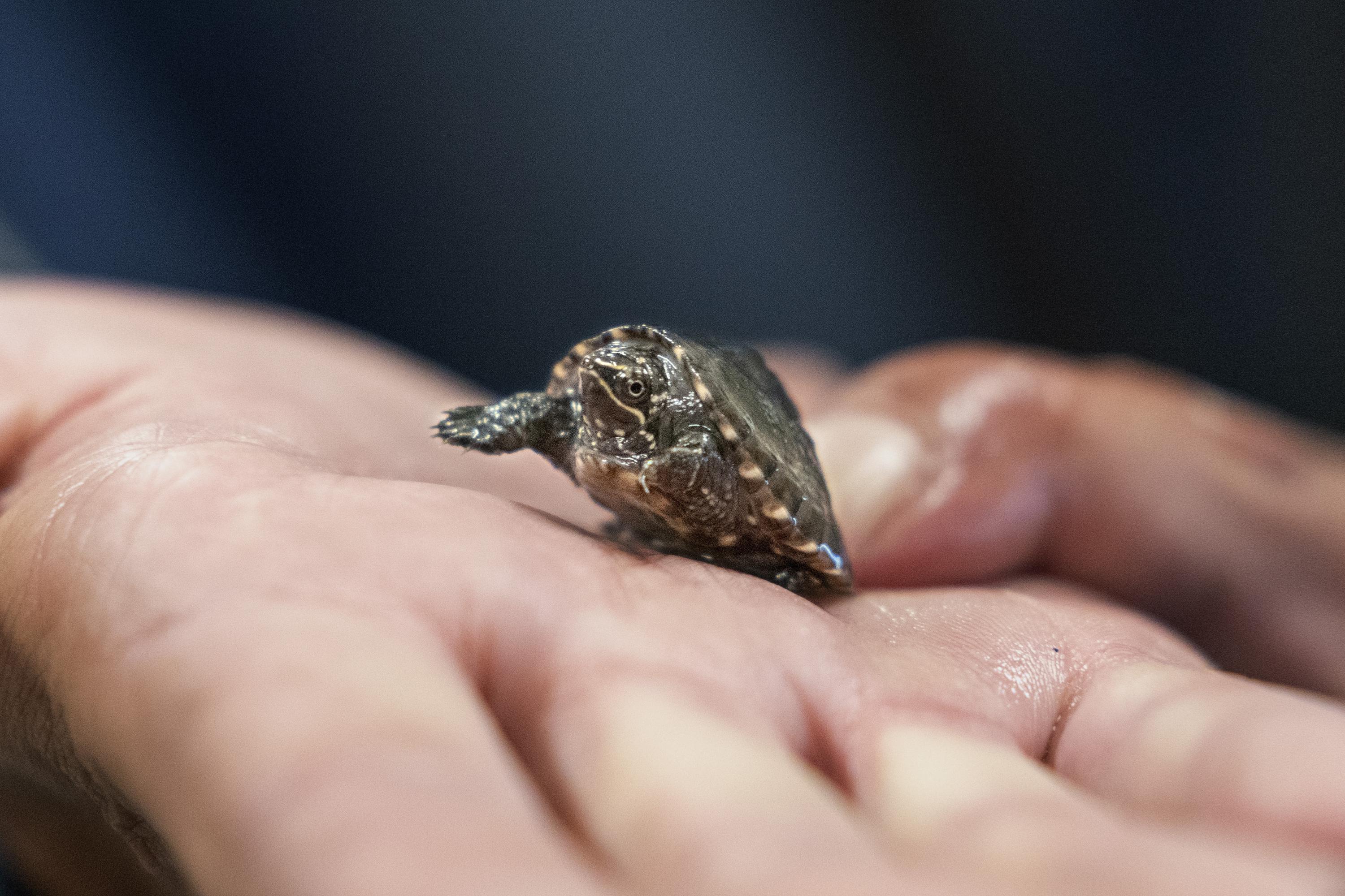 If we're into tiny turtles, here's a baby spotted turtle I found last week