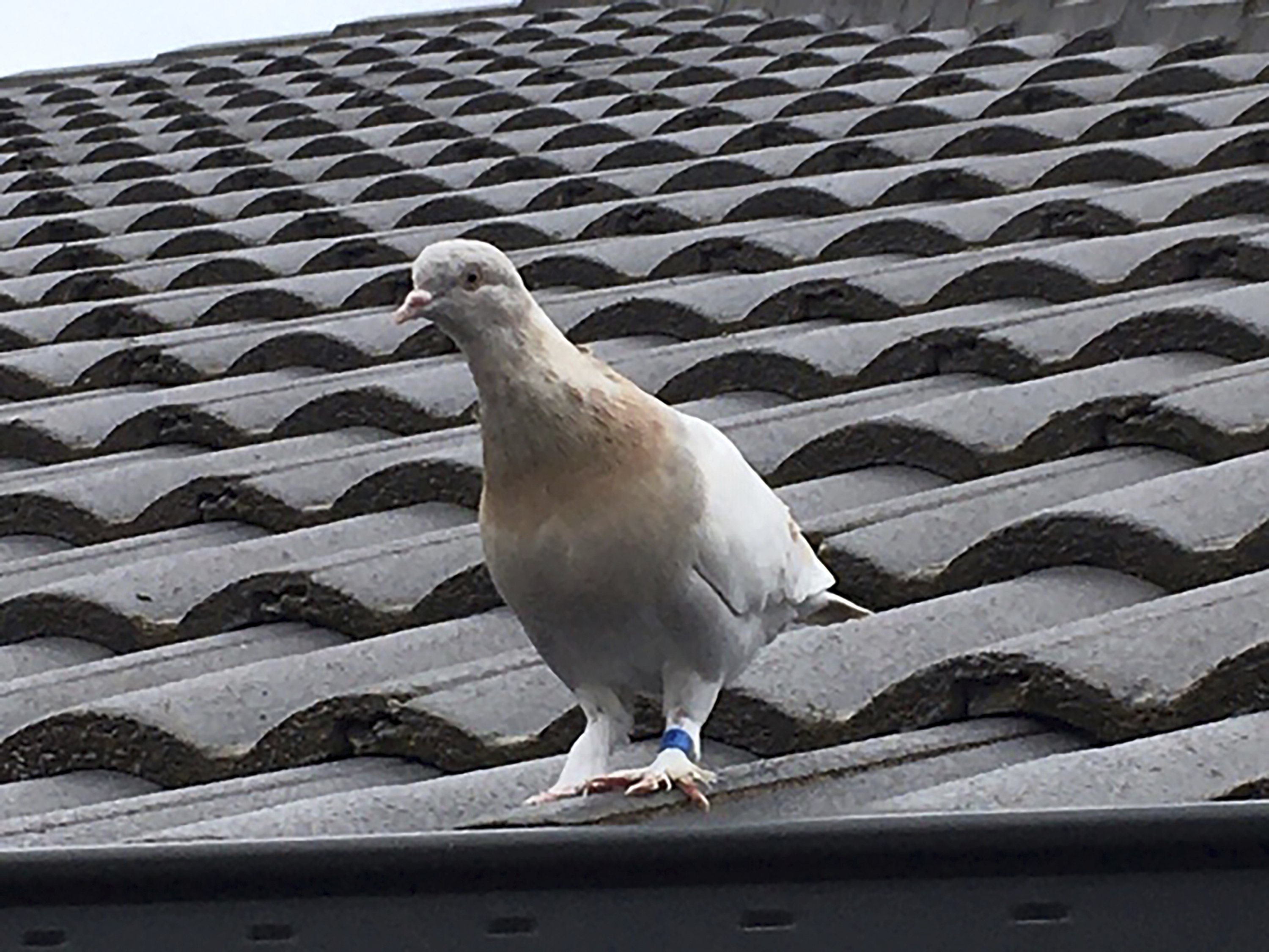 U.S. ‘fake’ leg band could lead pardon pigeon in Australia