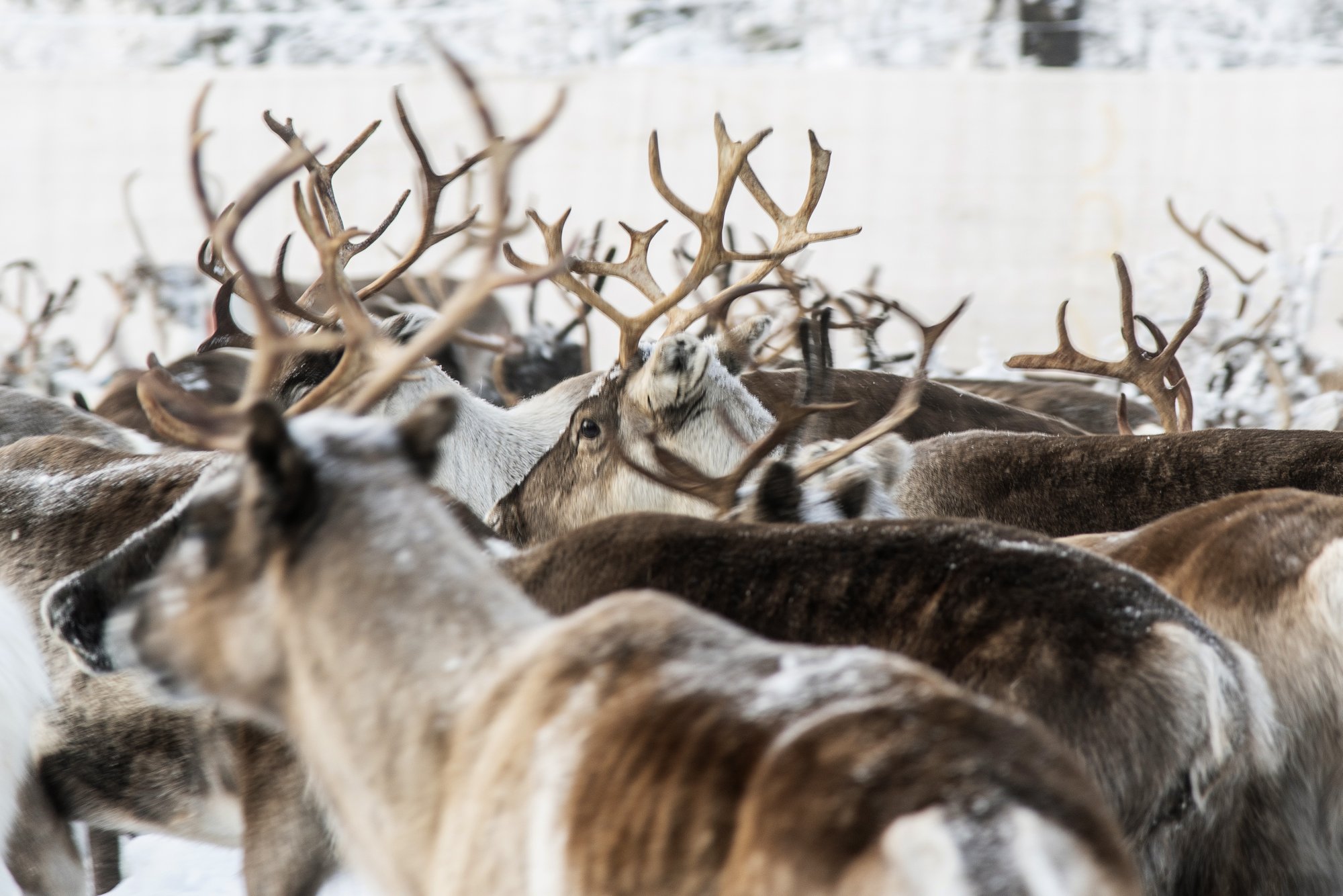 reindeer fur hat