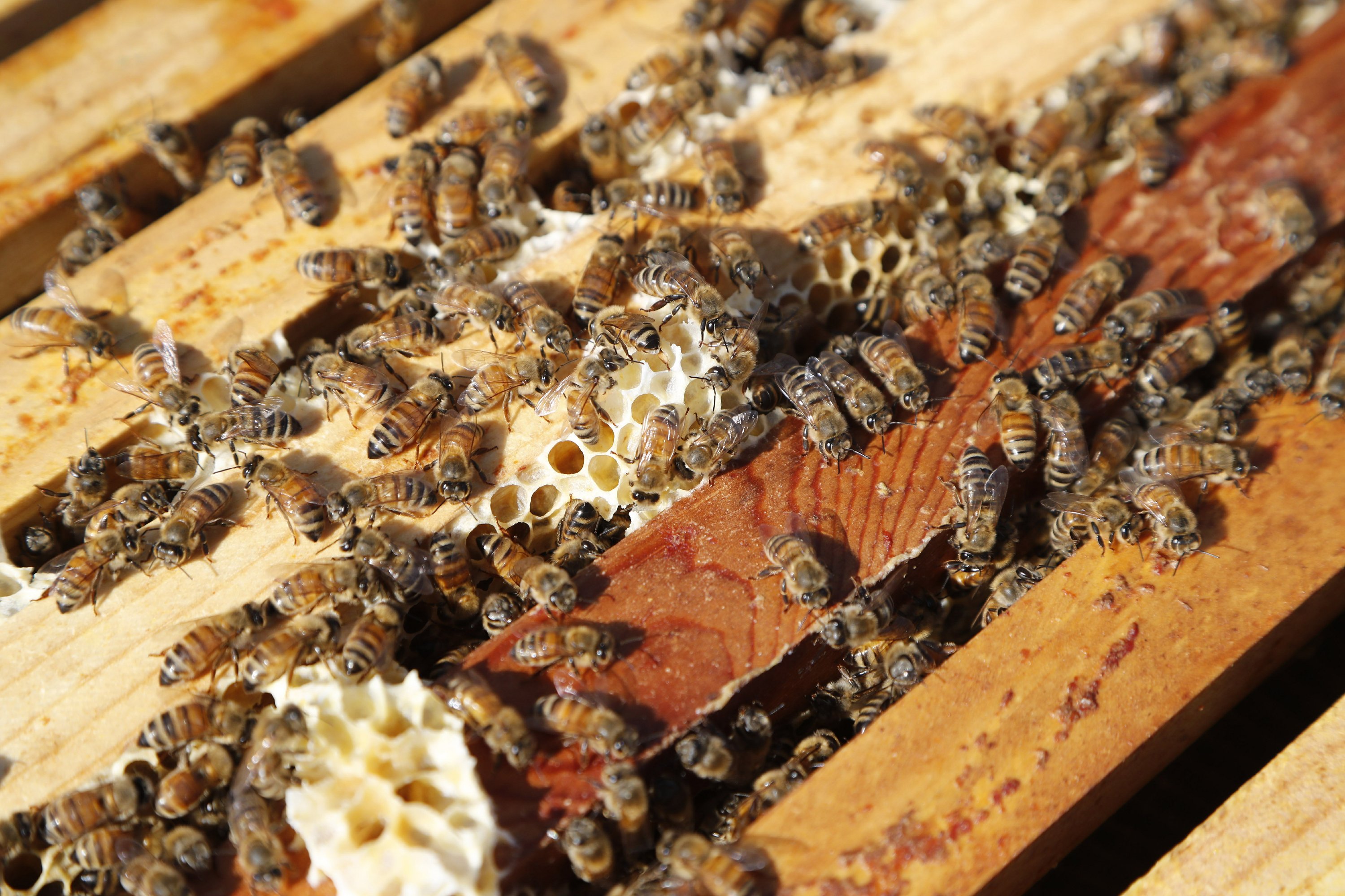 Veterans use beekeeping to improve well being - VA News