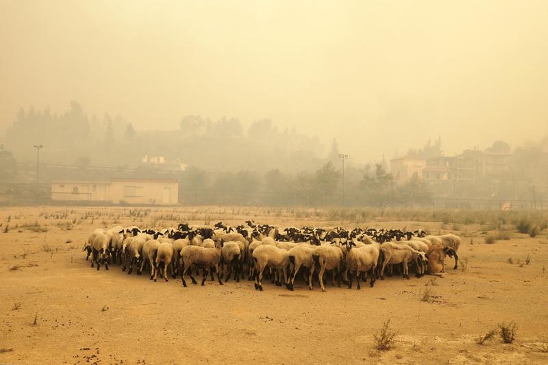 Greek fires force beach rescue, approach Olympics birthplace