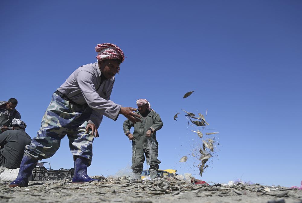 Fishermen remove dead fish from the shore of Razzaza Lake, also known as Lake Milh, Arabic for salt, in the Karbala governorate of Iraq, Feb. 14, 2022. The lake was once a tourist attraction known for its beautiful scenery and an abundance of fish that locals depended on. Now the number of dead fish that turns up is bigger than the number of live fish they can catch. (AP Photo/Hadi Mizban)