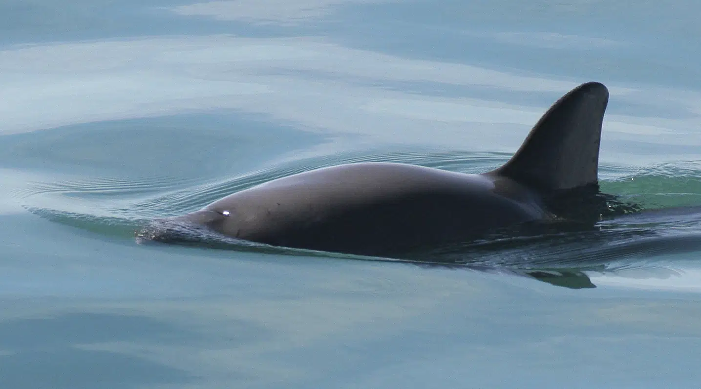 México castigado por no proteger a los delfines de río en peligro de extinción