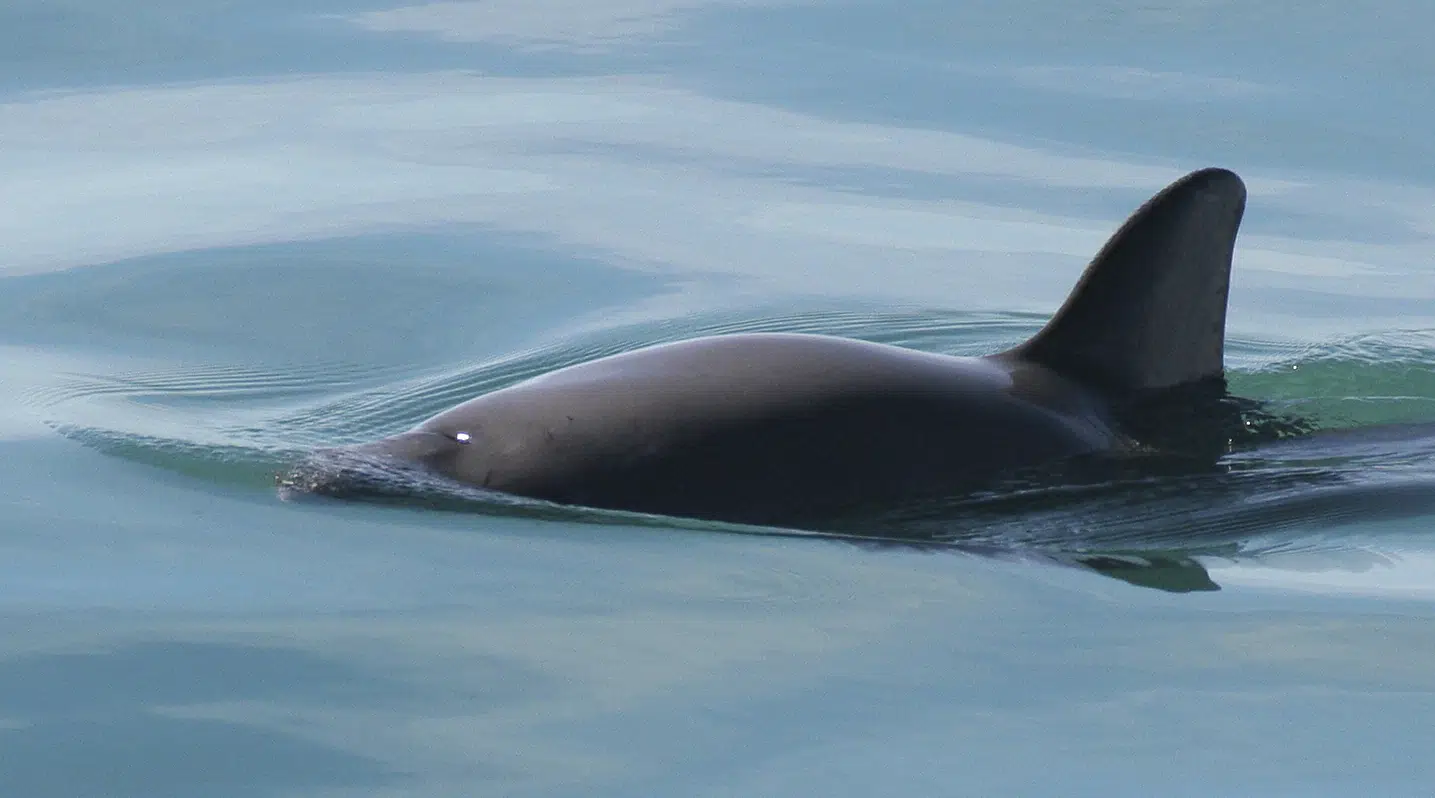 México espera evitar sanciones contra vaquita en peligro de extinción