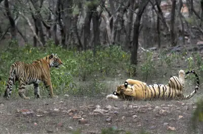 ARCHIVO - Dos tigres en el Parque Nacional Ranthambore en Sawai Madhopur, India, el 12 de abril de 2015. India celebraba 50 años de programa de conservación de tigres el 9 de abril de 2023. (AP Foto/Satyajeet Singh Rathore, Archivo)