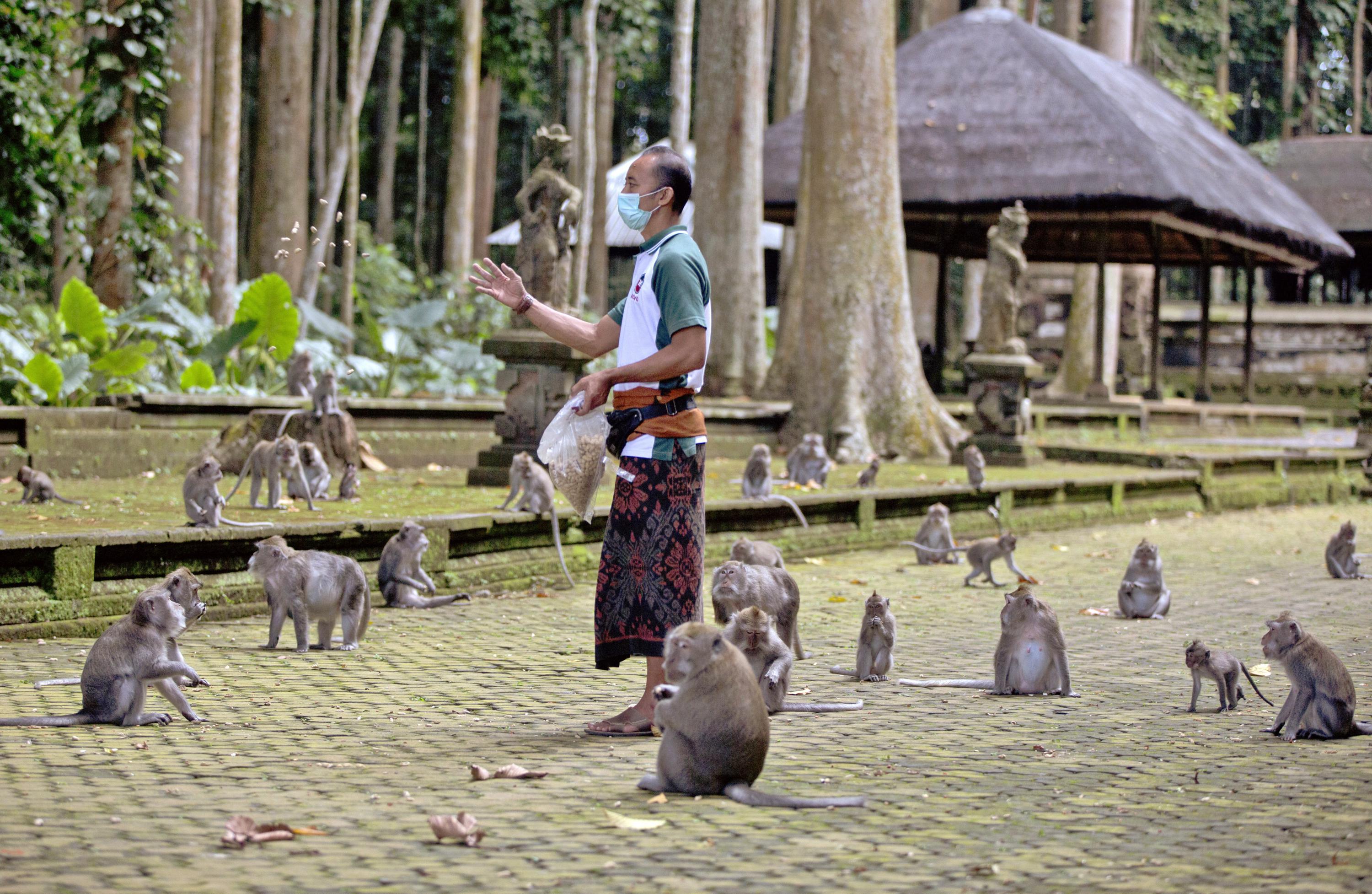 Without tourist notes, Bali’s hungry monkeys storm houses