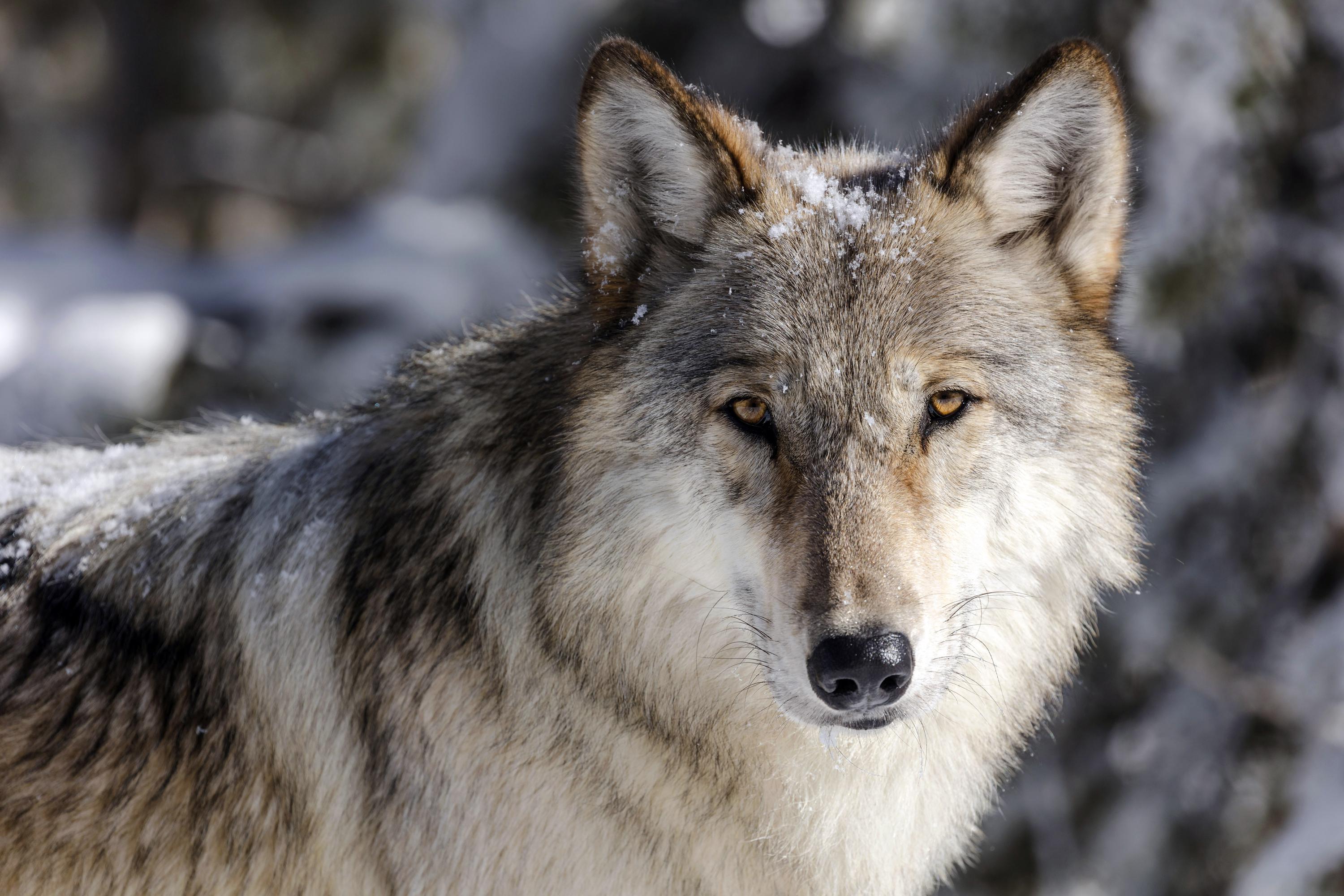 Early data indicates Idaho wolf population is holding steady AP News