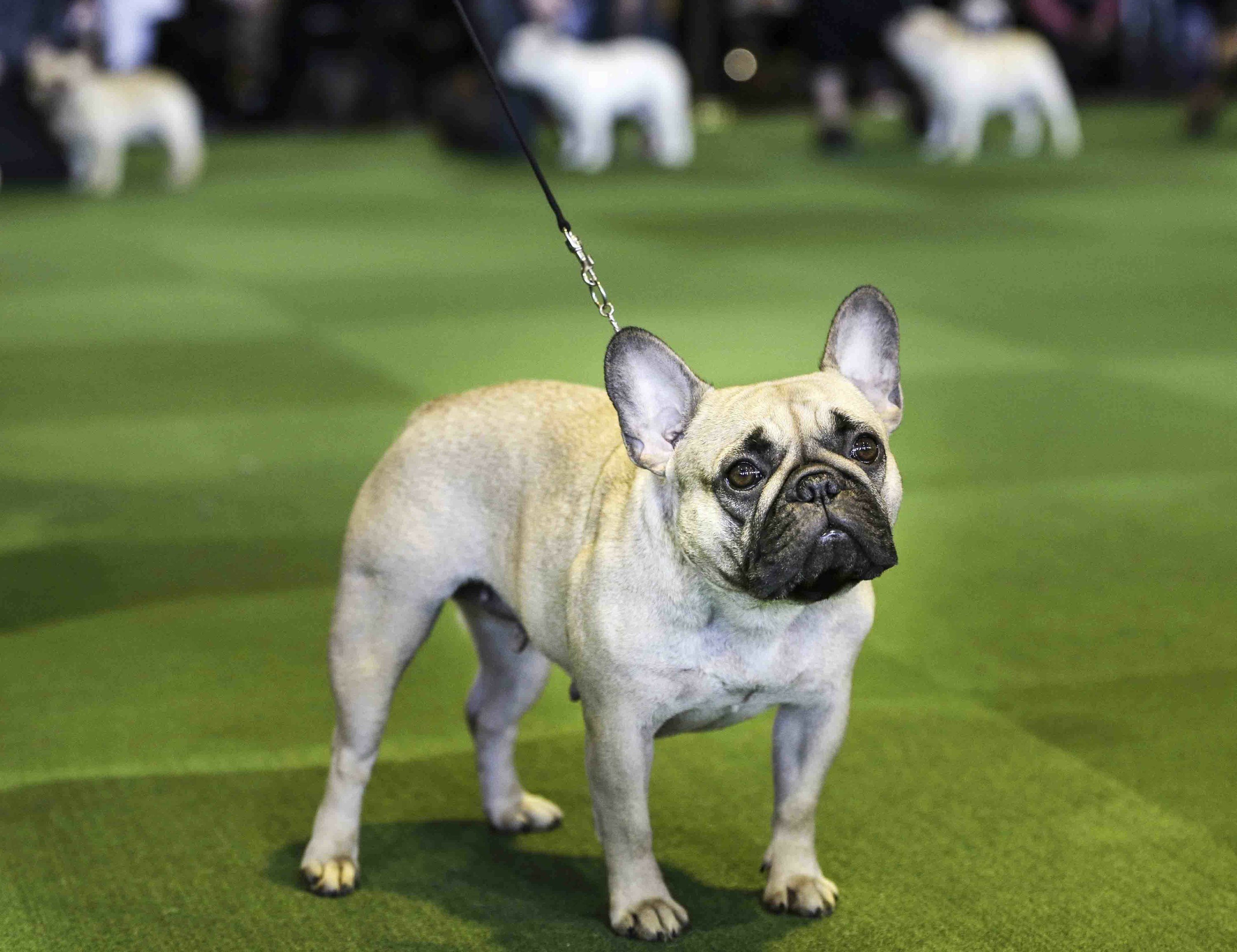 French bulldogs are now the second most popular dog in the United States