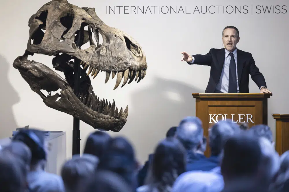 Cyril Koller, CEO of auction house Koller, stands next to the head of the skeleton of a Tyrannosaurus rex named Trinity, during an auction in Zurich, Switzerland on Tuesday, April 18, 2023. The 293 T. rex bones were assembled into a growling posture that measures 11.6 meters long (38 feet long) and 3.9 meters high (12.8 feet high. The skeleton is expected to fetch 5 million to 8 million Swiss francs ($5.6-$8.9 million). (Michael Buholzer/Keystone via AP)