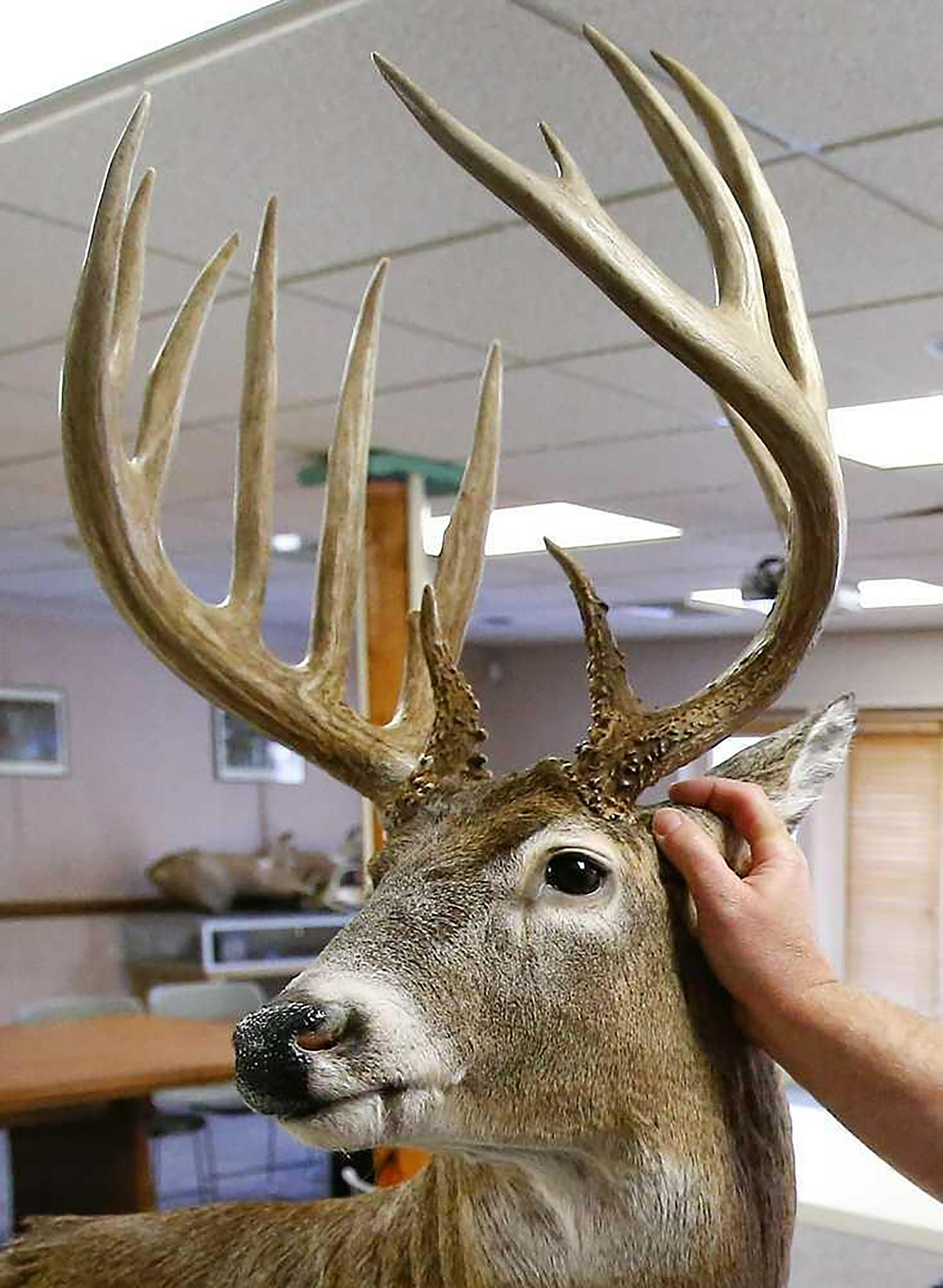 Is It Legal To Sell Deer Antlers In Pa
