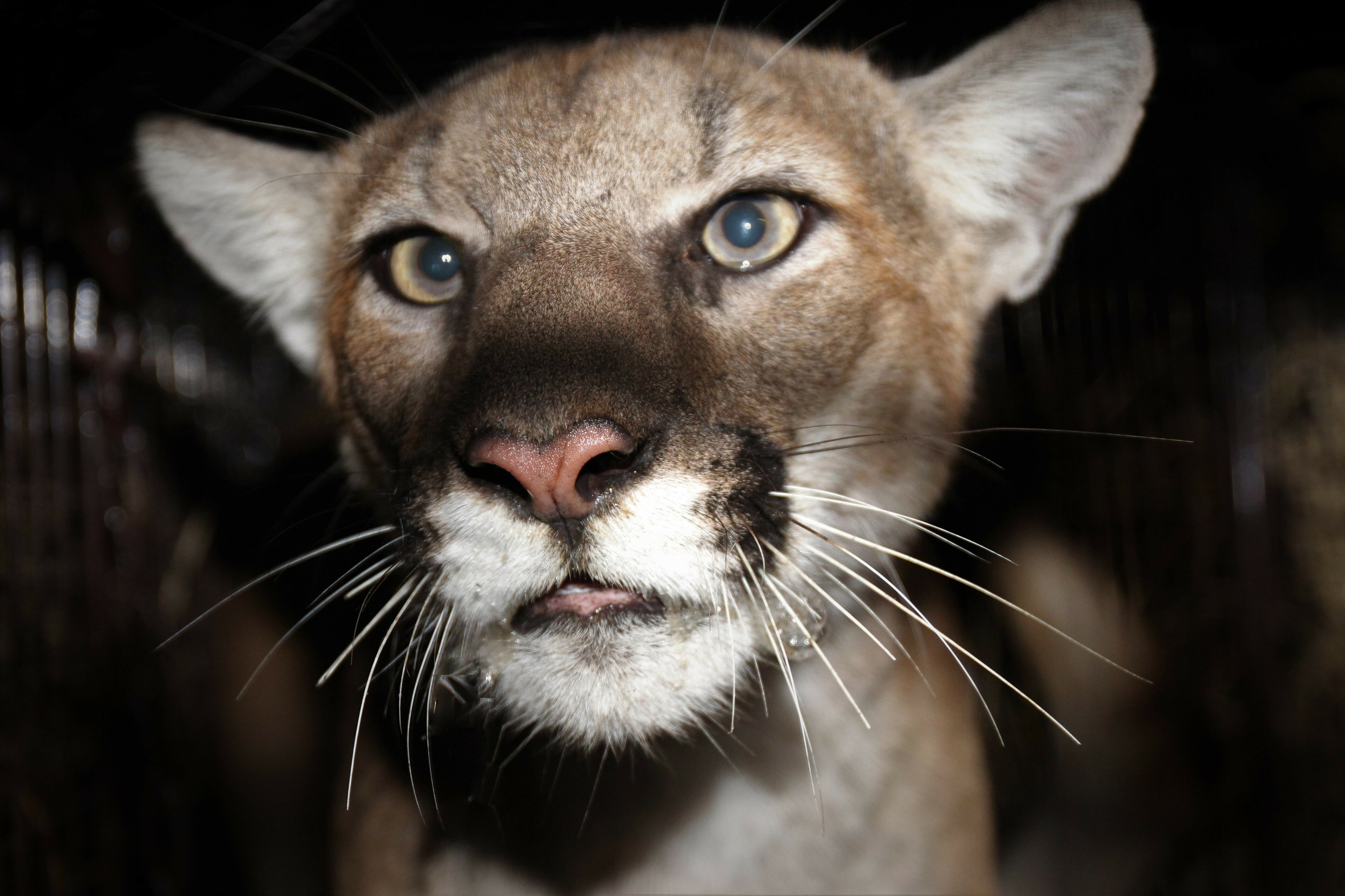 New mountain lion added to Southern California study | AP News