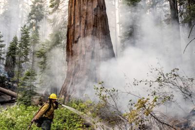 A firefighter protects a sequoia tree as the Washburn Fire burns in Mariposa Grove in Yosemite National Park, Calif., on Friday, July 8, 2022. (AP Photo/Noah Berger)