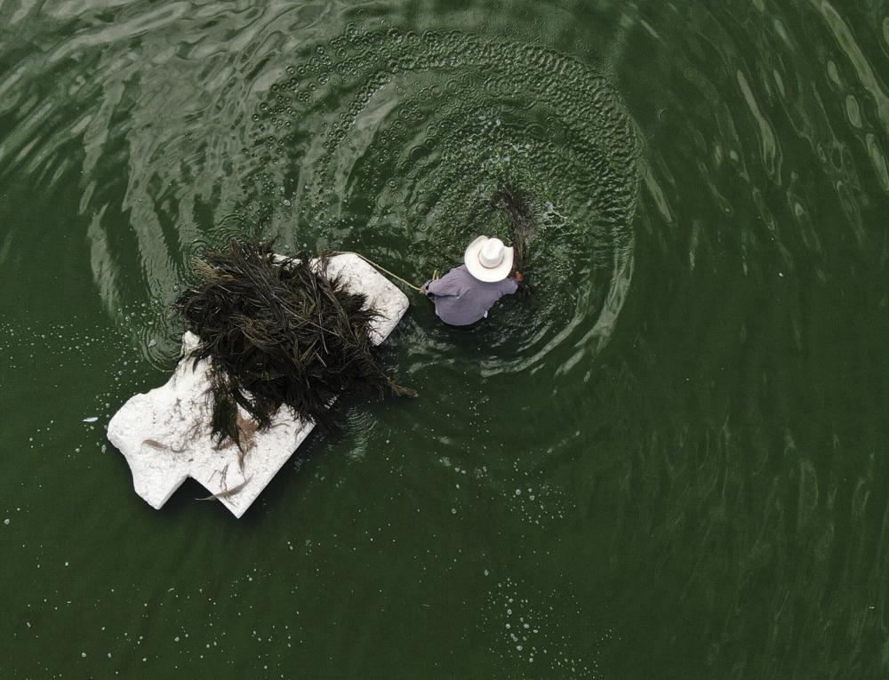 Juan Hernández recoge ahuautle, o los huevos del axayacatl, un tipo de chinche acuática, en el lago  Texcoco, cerca de Ciudad de México, el martes 20 de septiembre de 2022. Para Juan Hernández, un agricultor del poblado central de San Cristóbal Nezquipáyac, en el estado de México, cultivar y recolectar los diminutos huevos del insecto conocido como “ahuautle”, que significa amaranto de agua en lengua náhuatl, es una forma de vida.  (AP Foto/Fernando Llano)