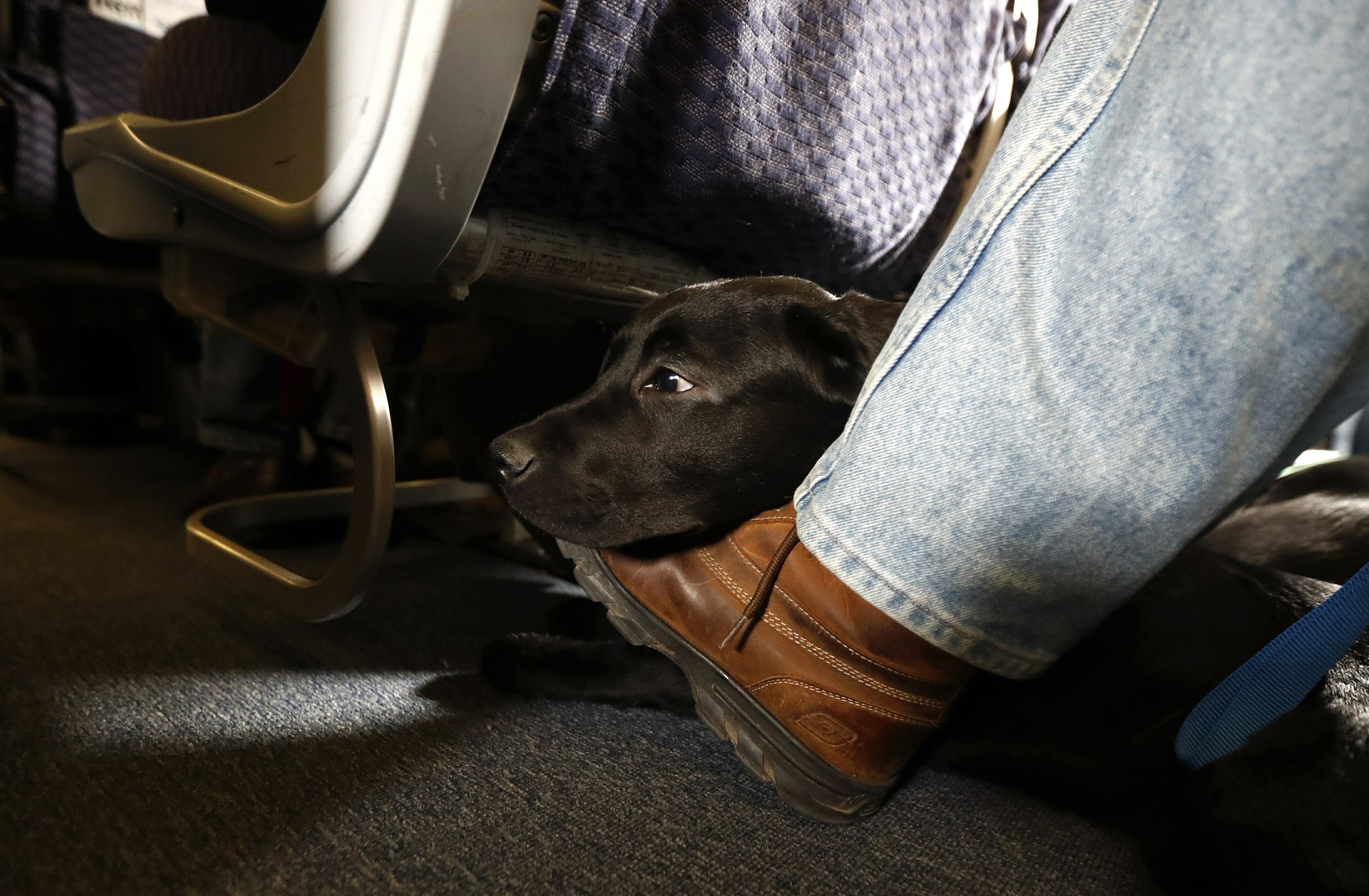 how to take a service dog on a plane