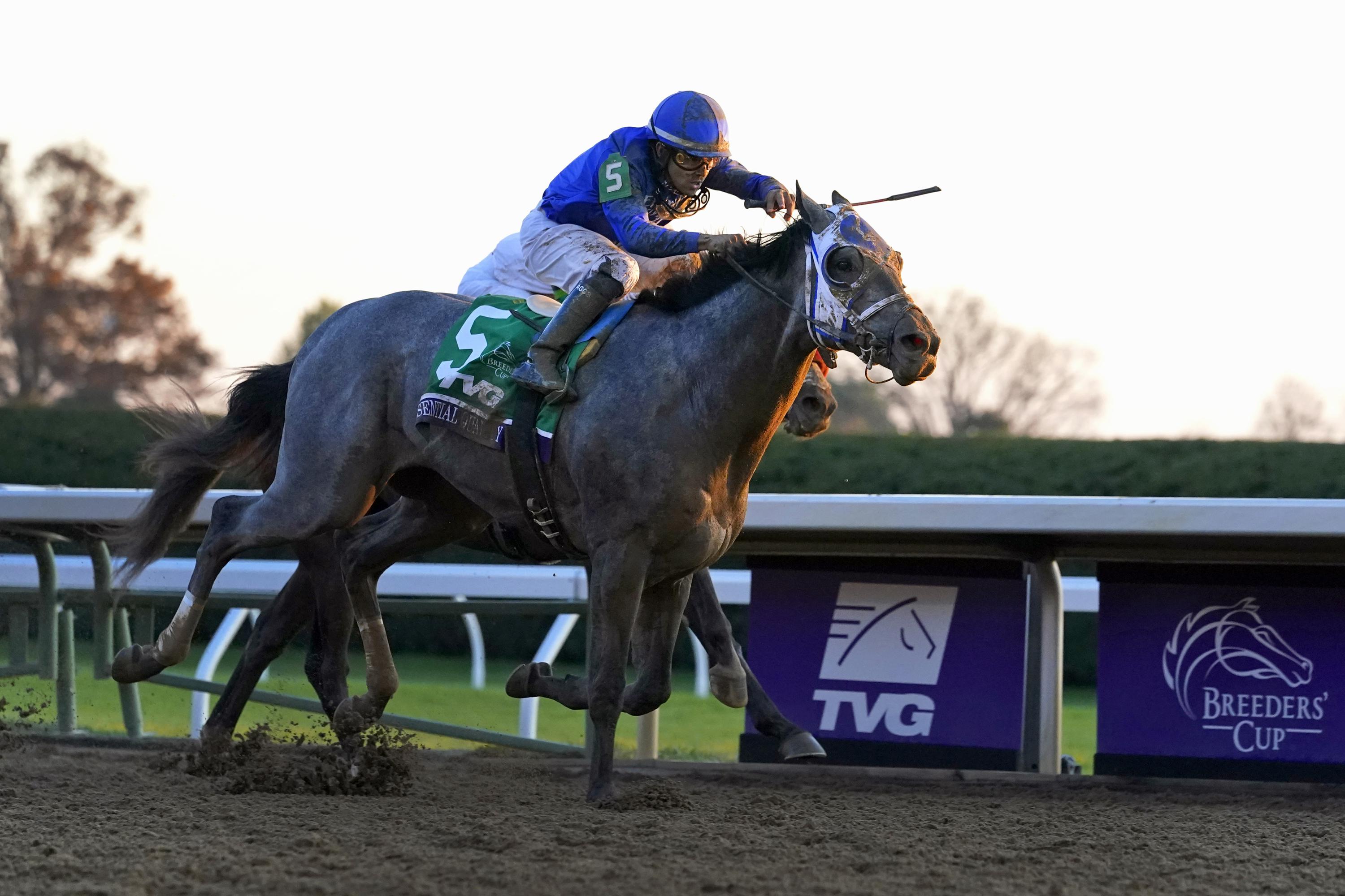 Shades Of Gray Rare Among Kentucky Derby Favorites Winners