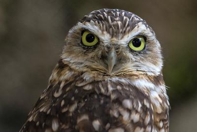 Esta foto proporcionada por la Alianza para la Vida Silvestre del Zoológico de San Diego muestra un búho de madriguera en un hábitat del Parque Safari del Zoológico de San Diego en 2014. (Ken Bohn/San Diego Zoo Wildlife Alliance vía AP)