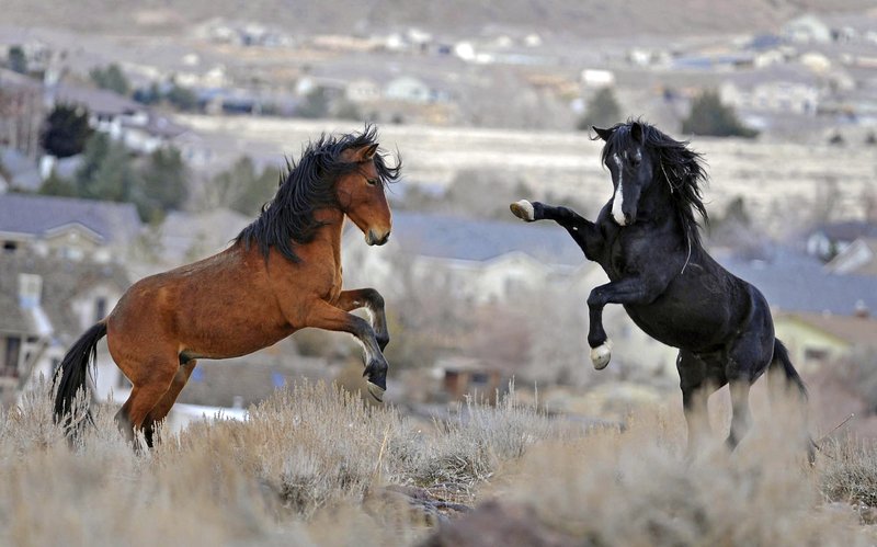 Wild Horse Roundups Kick Up Questions About Handling Herds