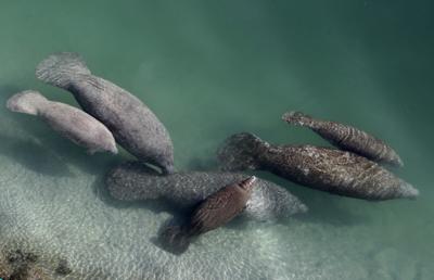 En esta fotografía del 28 de diciembre de 2010, se muestra un grupo de manatíes en un canal de Fort Lauderdale, Florida.  (AP Foto / Lynne Sladky, Archivo)