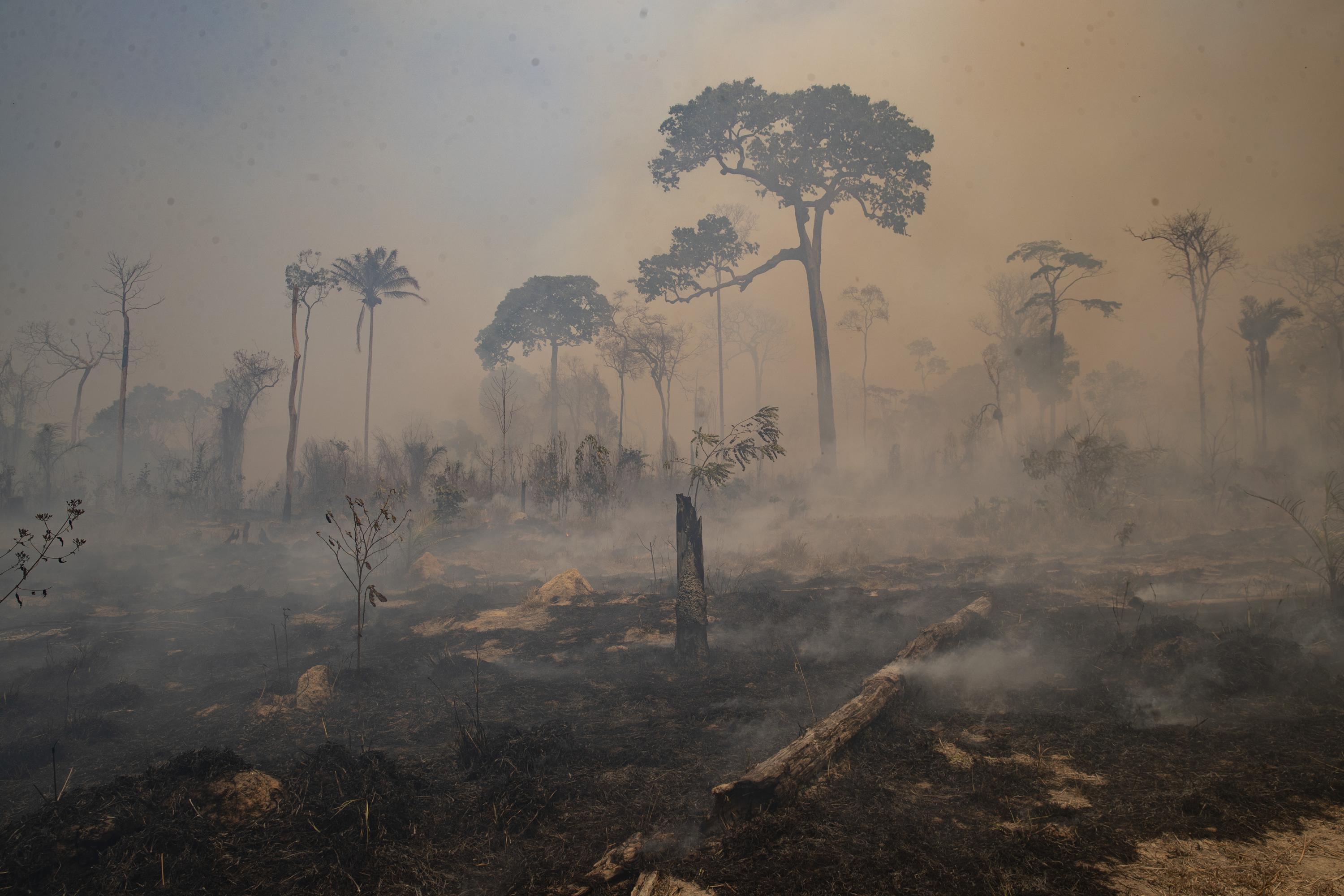 Brazil leads  in forest loss this year, Indigenous and