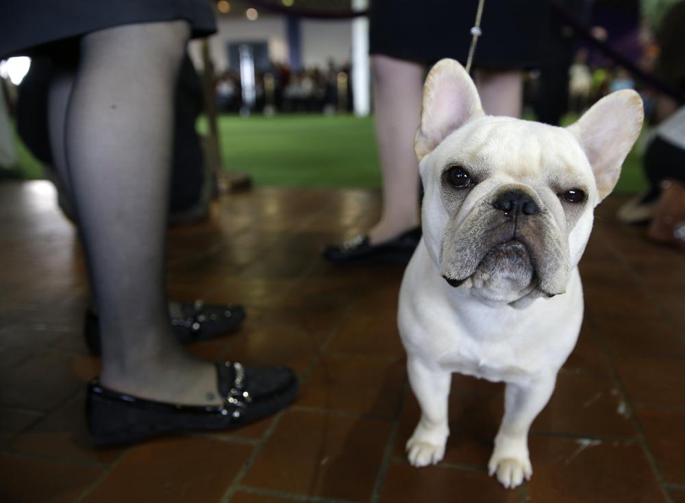 ARCHIVO - Un bulldog francés llamado Reba espera para entrar al cuadrilátero en la exposición canina del Westminster Kennel Club en Nueva York, el 16 de febrero de 2015. El ranking anual de popularidad del American Kennel Club sale a la luz el martes 15 de marzo de 2022 y los bulldogs franceses están en los 10 primeros. (Foto AP/Seth Wenig, archivo)