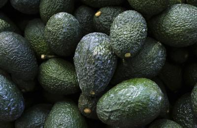 Aguacates recién cosechados en una huerta cerca de la localidad de Ziracuaretiro, estado de Michoacán, el 21 de octubre de 2019, en México. (Foto AP/Marco Ugarte, archivo)