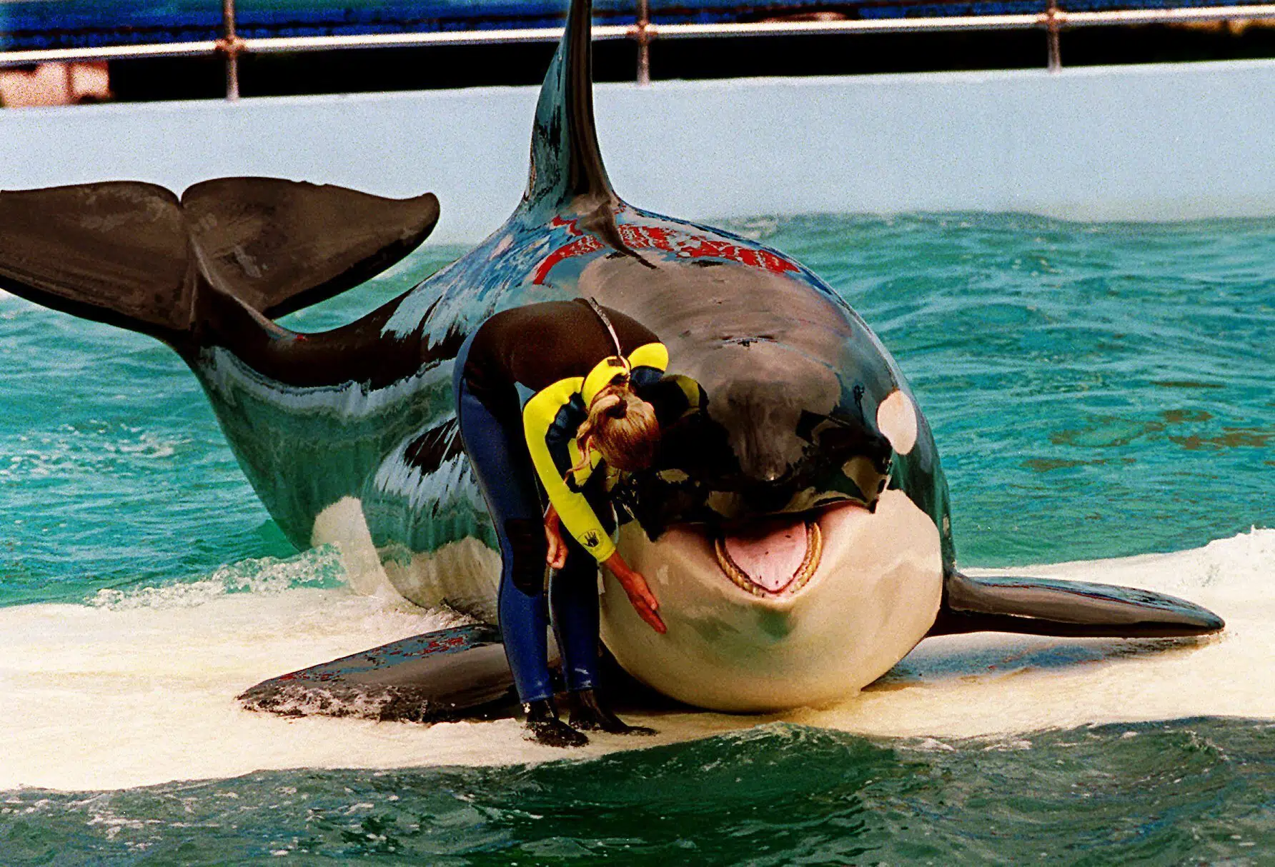 Watch Agreement in place to return Lolita the orca to the Pacific – US Latest News