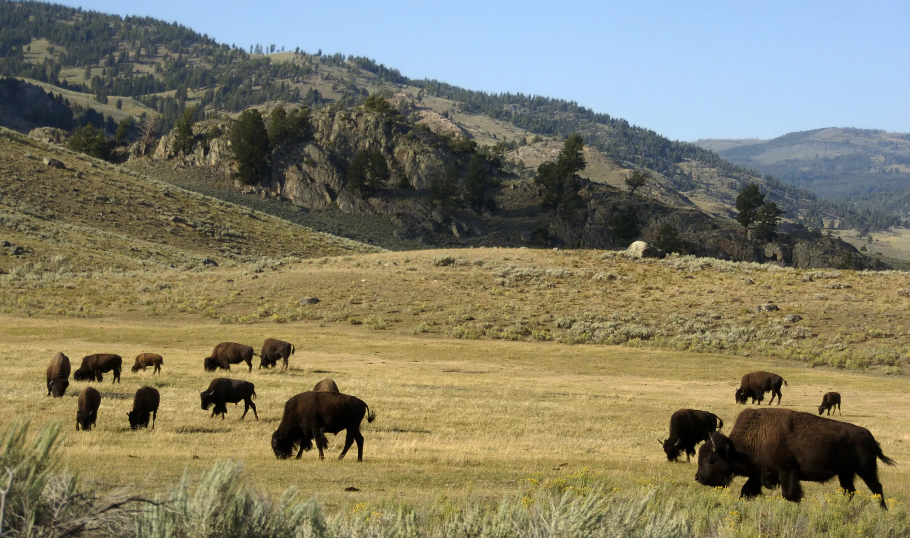 YELLOWSTONE NATIONAL PARK, Wyo. (AP) — A man who picked up a bison calf in Yellowstone National Park caused it to be shunned by its herd, prompting 