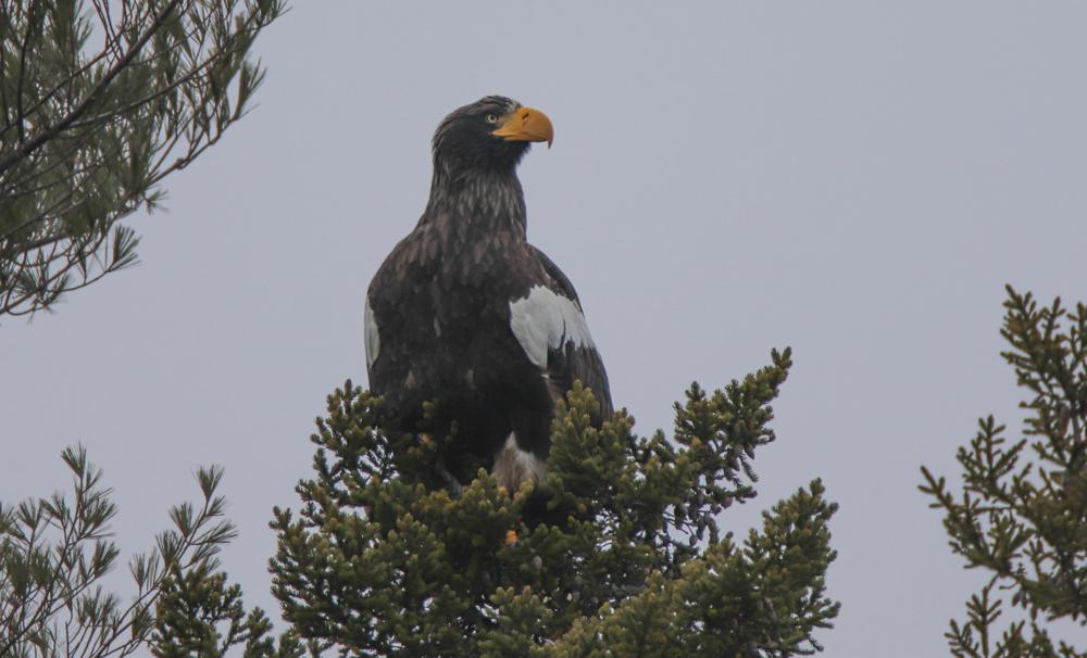 In this Dec. 31, 2021 photo provided by Zachary Holderby, a Steller's sea eagle is seen off Georgetown, Maine. The rare eagle has taken up residence thousands of miles from its home range, delighting bird lovers and baffling scientists. (Zachary Holderby, Downeast Audubon via AP)