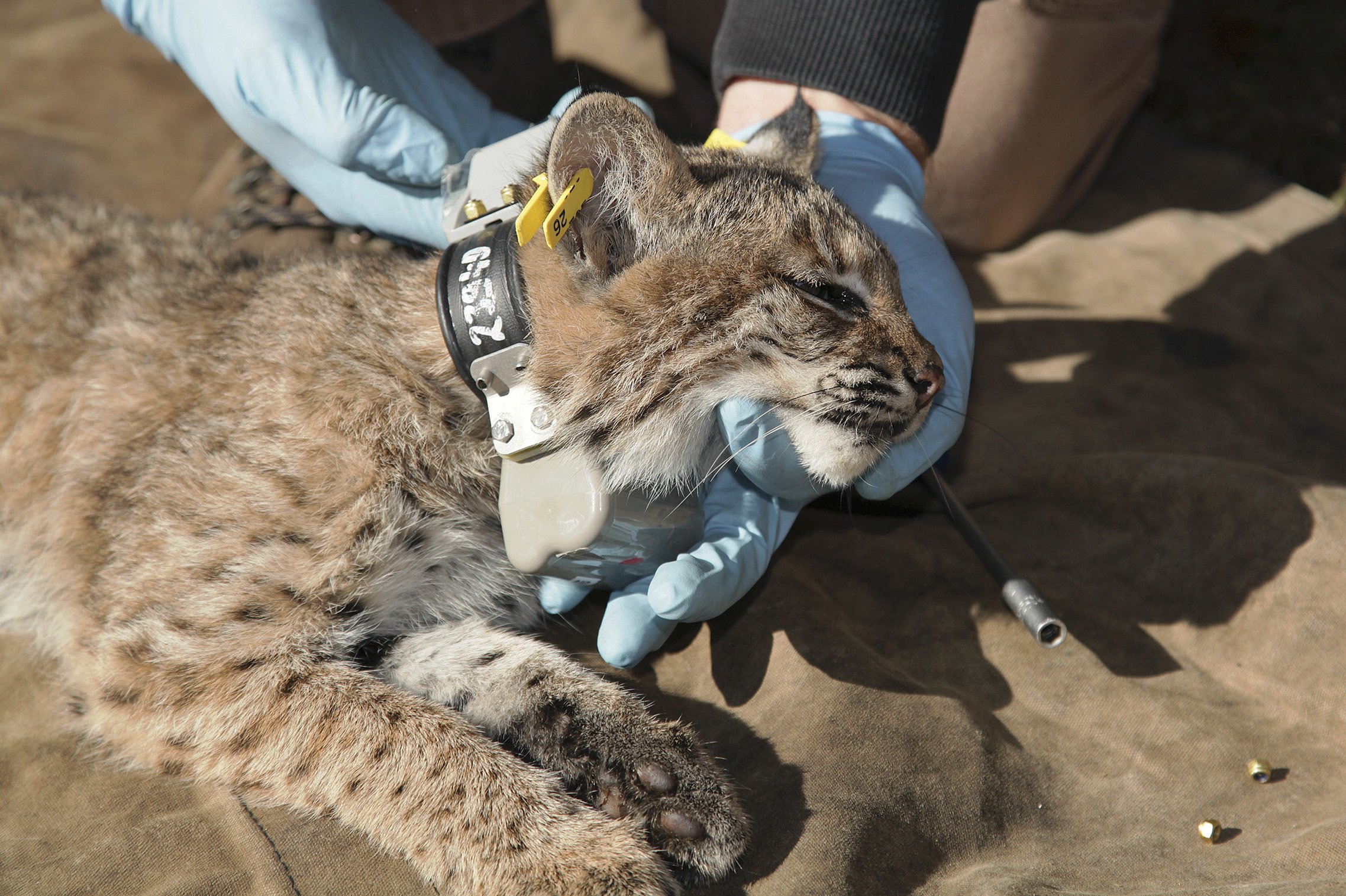 Tracking bobcats: Researchers need help finding GPS collars | AP News