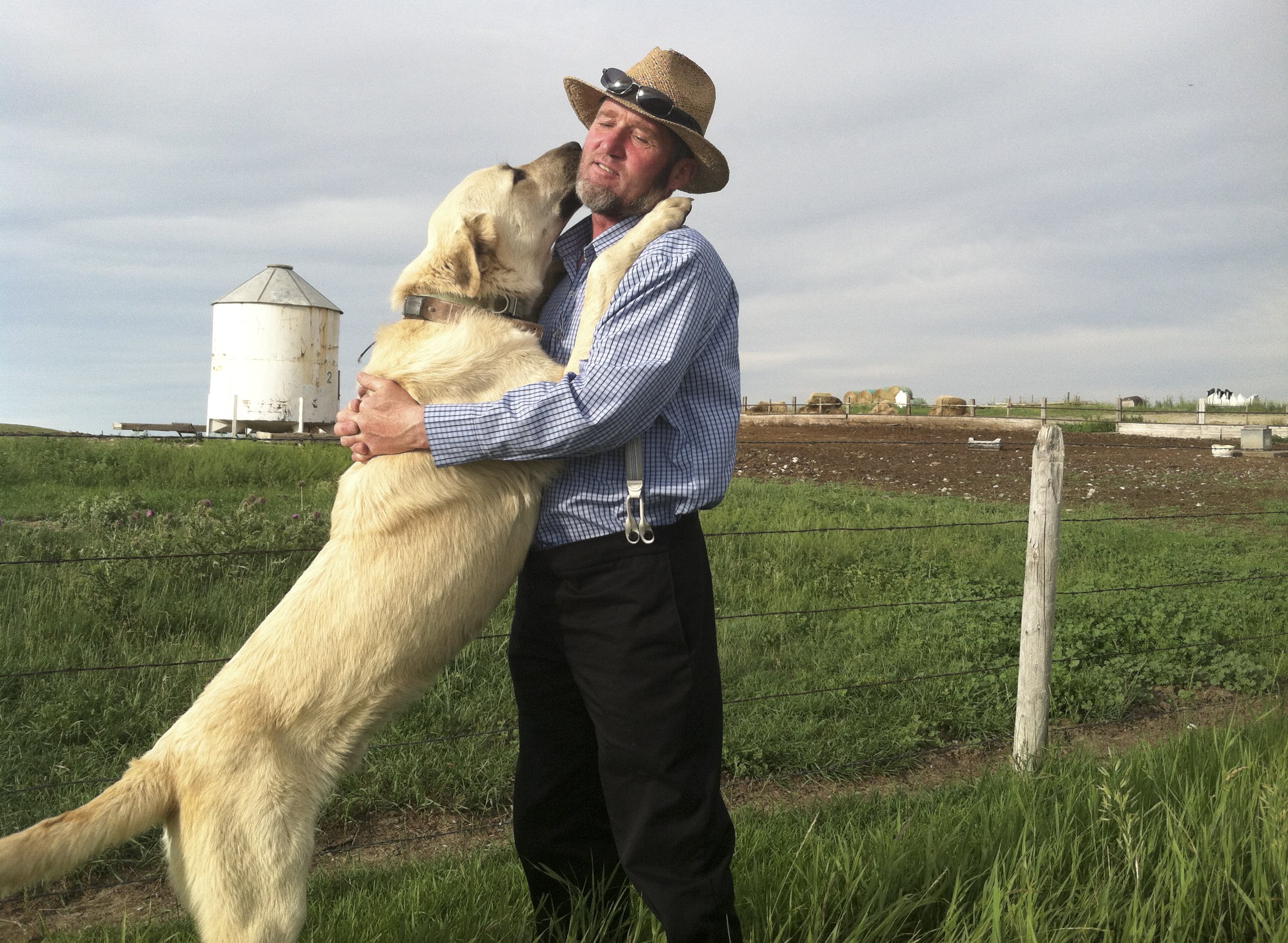 what dogs are used to hunt wolves