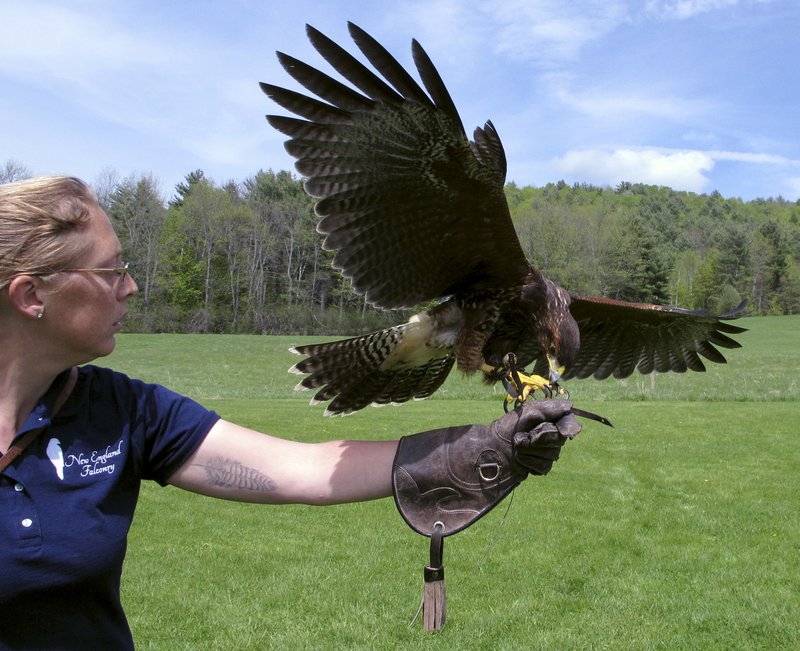 Tourists Can Now Experience The Ancient Sport Of Falconry