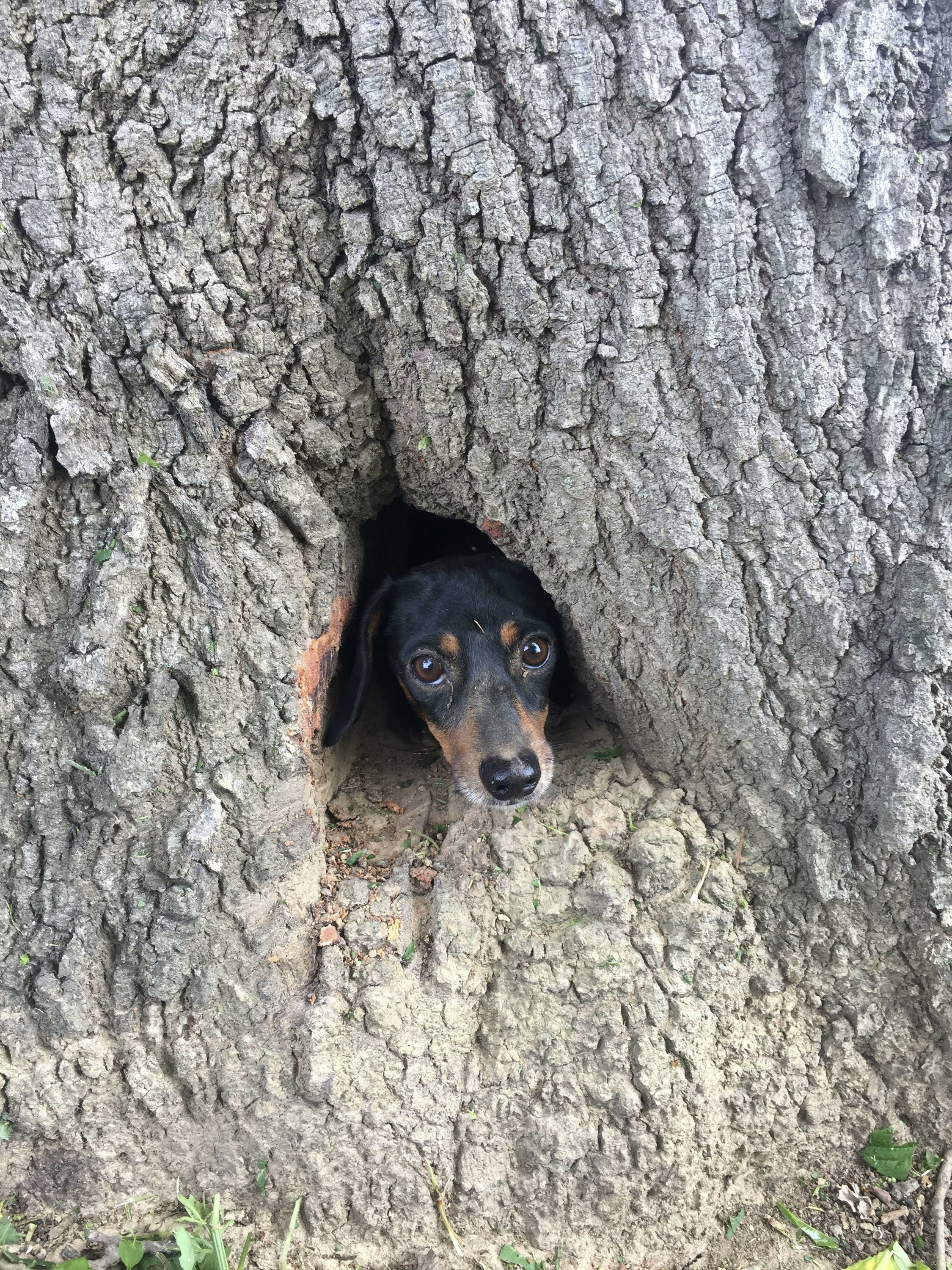 Мальчик решил спрятаться за то большое дерево. Собака в дупле. Собака на дереве. Собака в дупле дерева. Такса дерево.