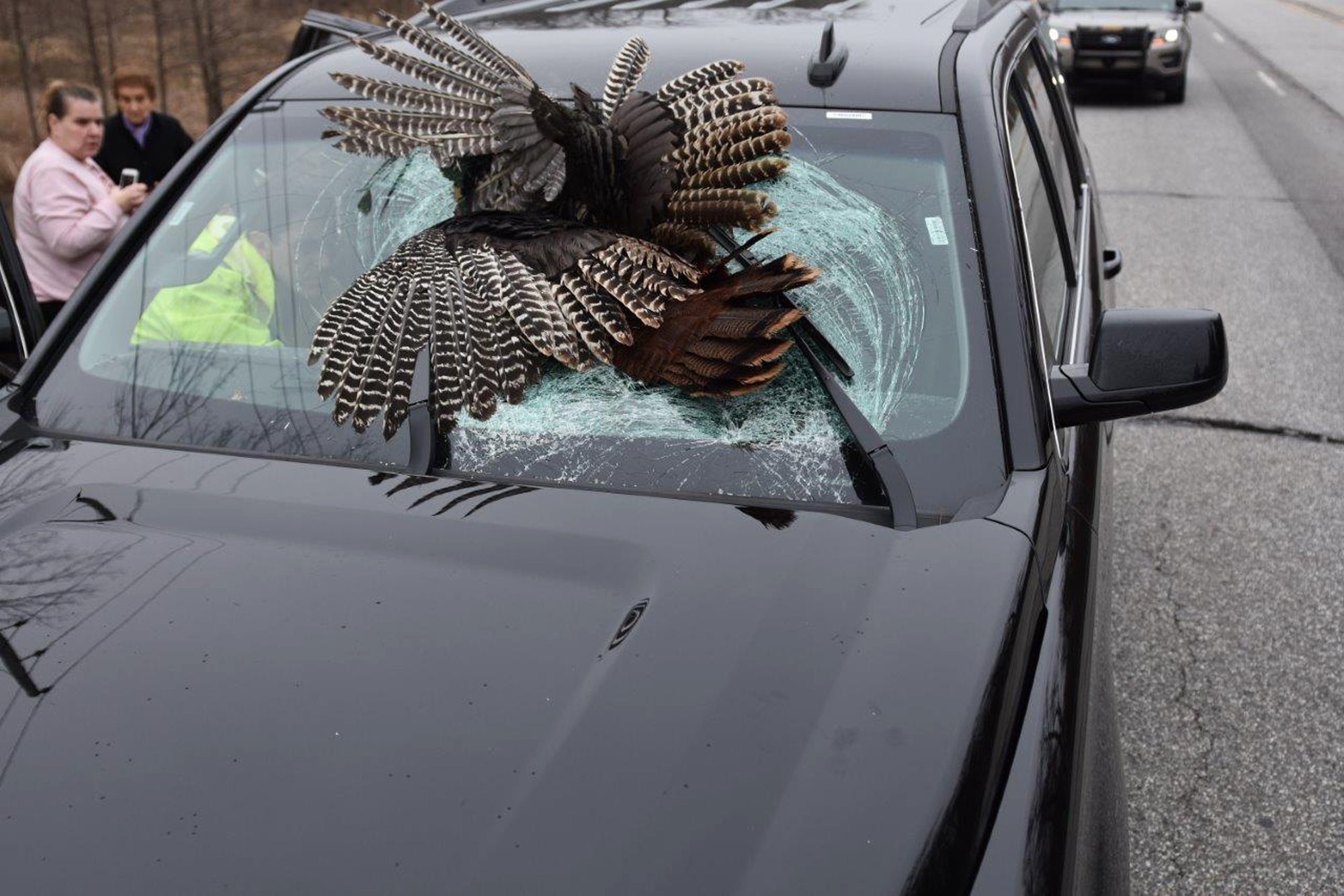 Family gets a shock when turkey crashes through windshield AP News