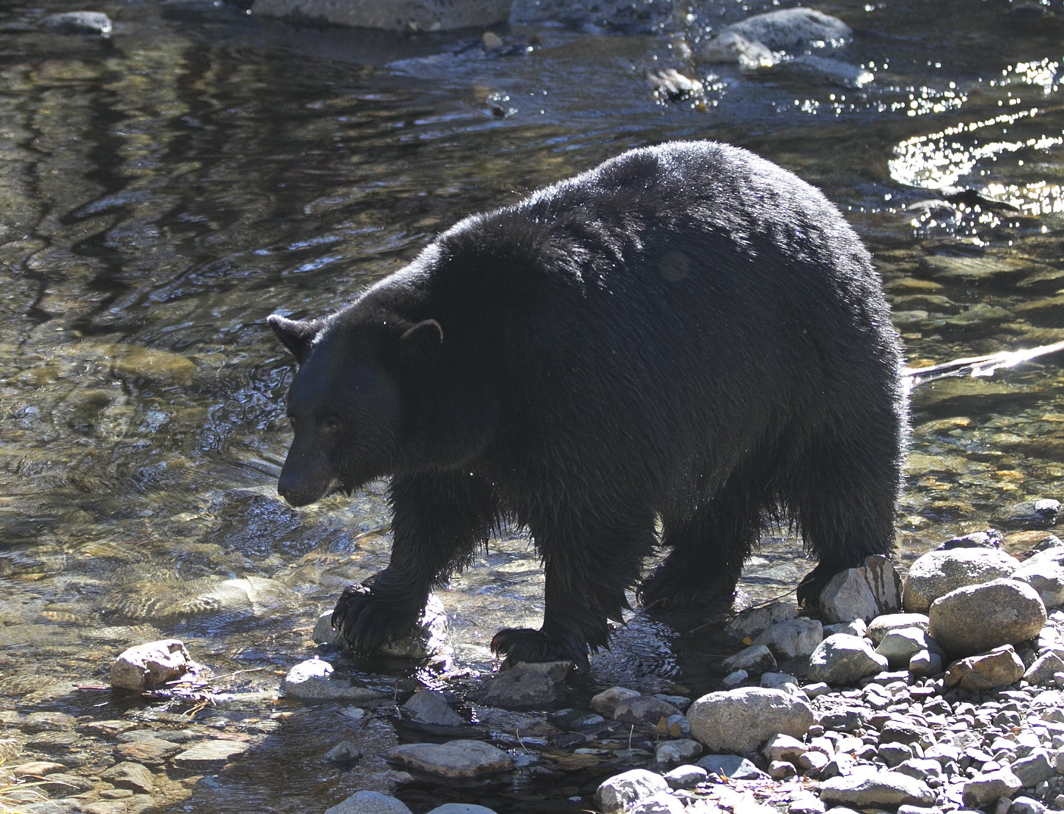 Back bear. День черного медведя. Черный медведь Калифорния. Озеро Тахо медведи. Медведь и черное море.