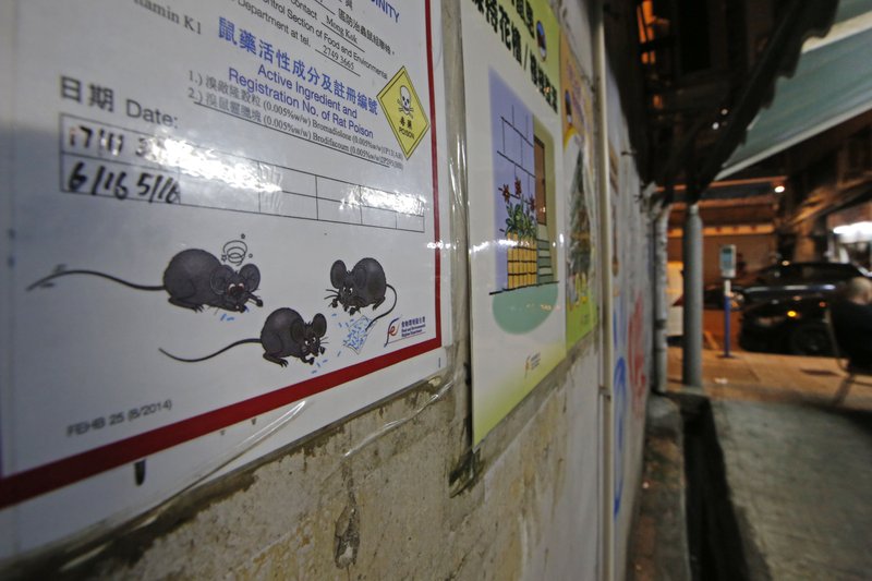 Una persona contrae hepatitis por ratas en Hong Kong