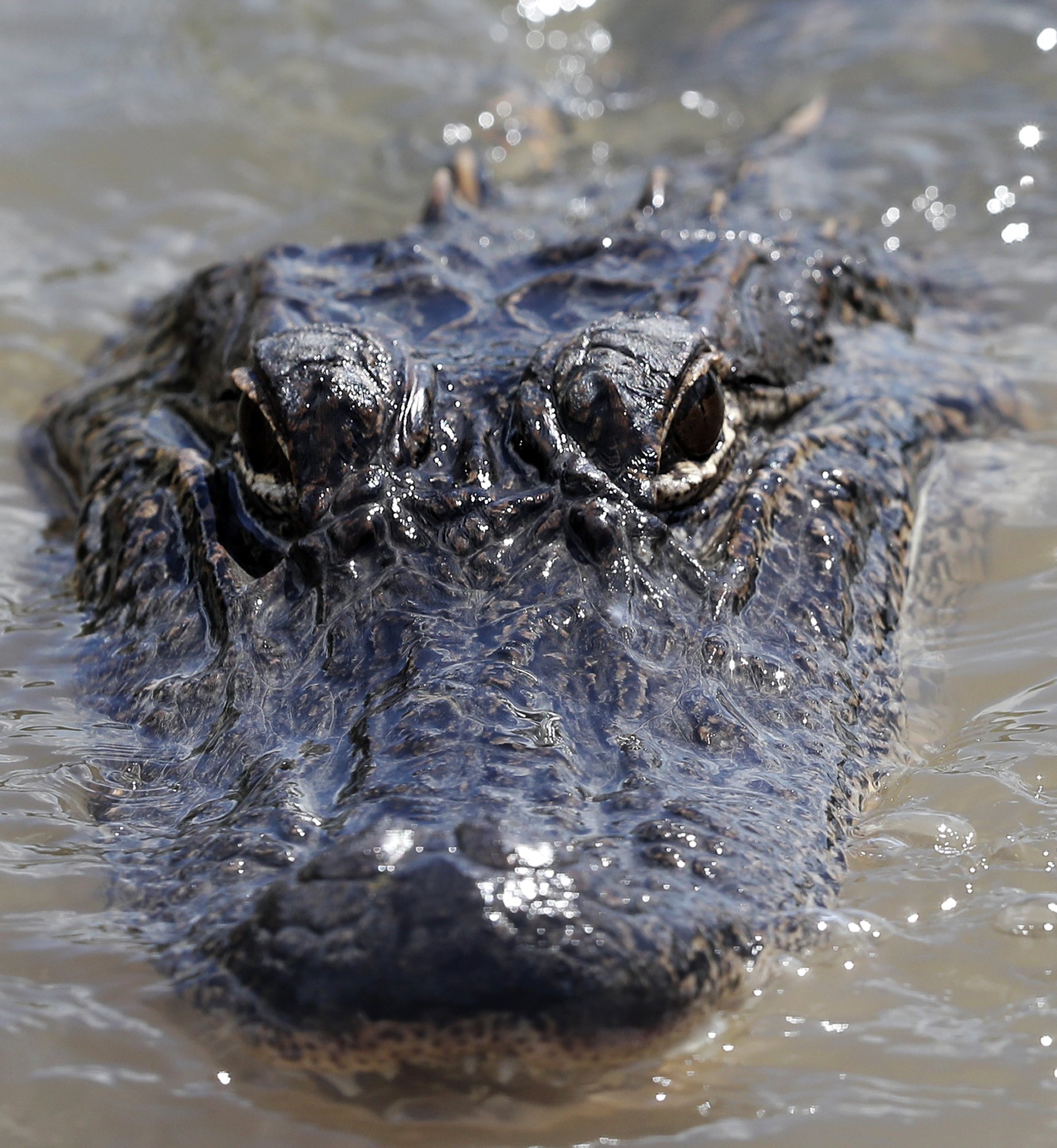 Low Prices Make For Slow Alligator Season In Louisiana