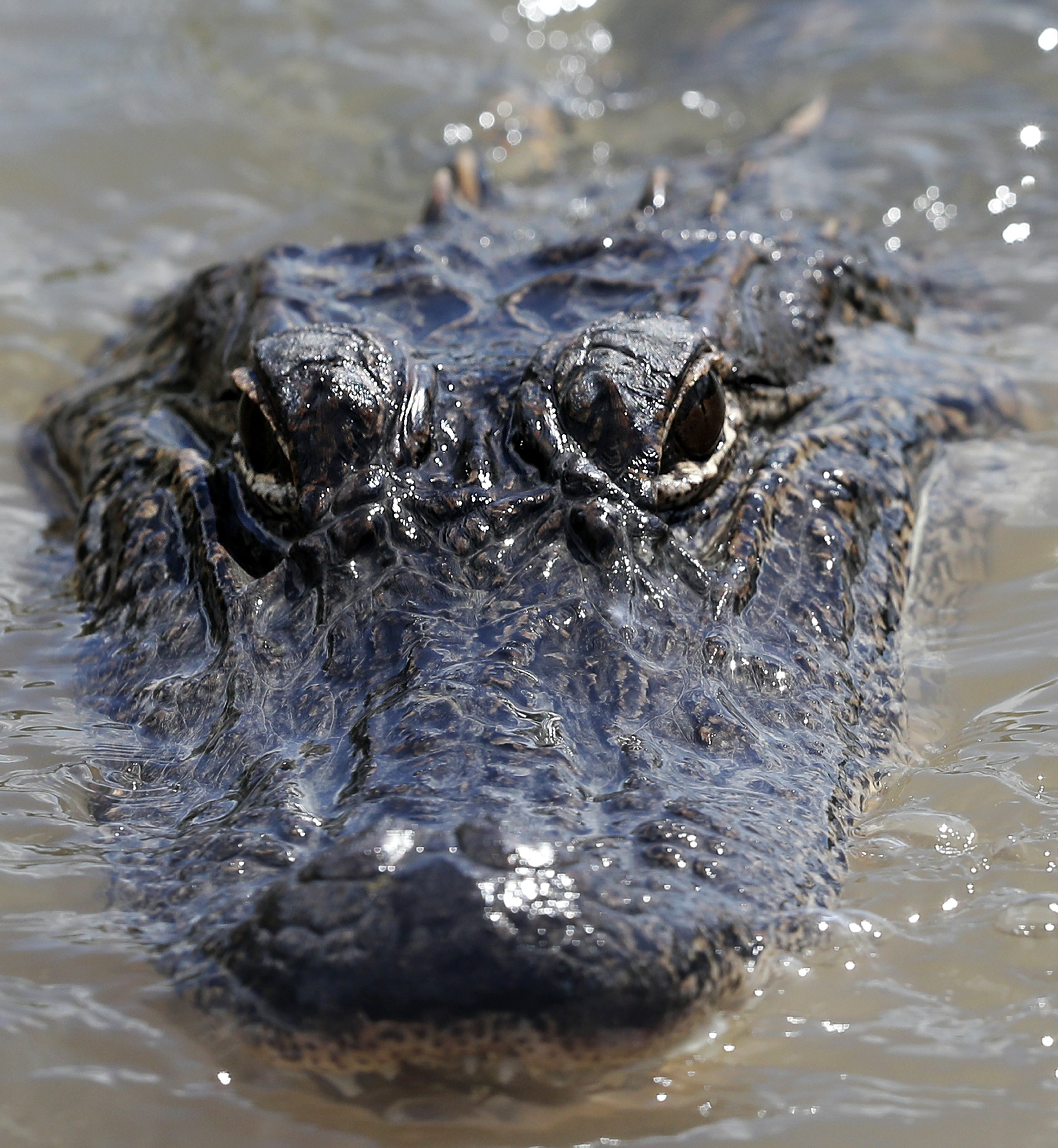 Low prices make for slow alligator season in Louisiana AP News