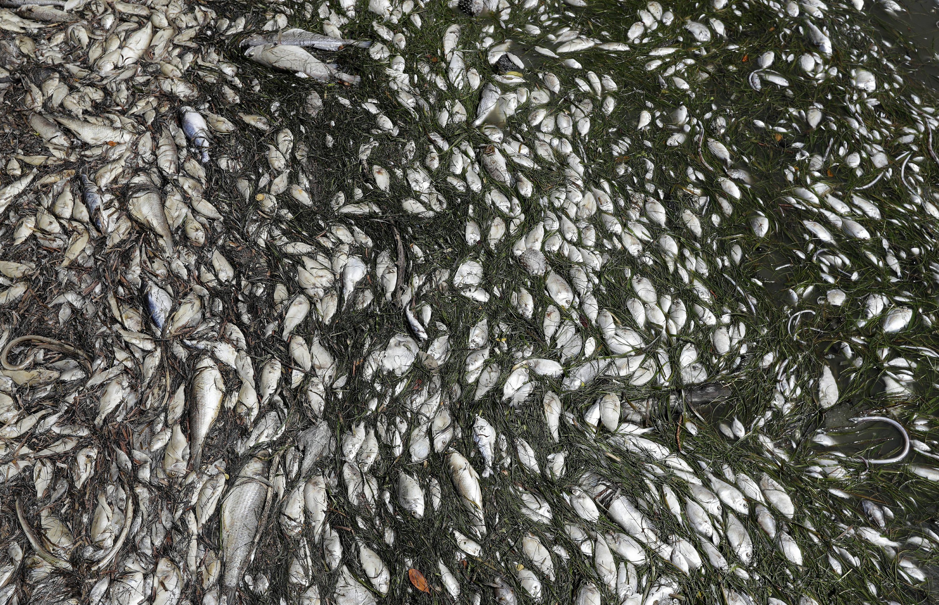 Devastating toxic algae bloom plagues Florida's Gulf Coast AP News