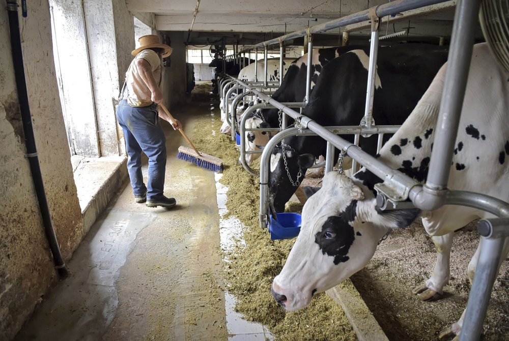 An Amish dairy farmer sweeps his barn on Sept. 13, 2017 in Lancaster, Pa.  Local dairy farmers allege that cooperatives are encouraging more milk production to make more money at the expense of dairy farmers who suffer as prices drop during a glut.  (Dan Marschka  /LNP via AP)