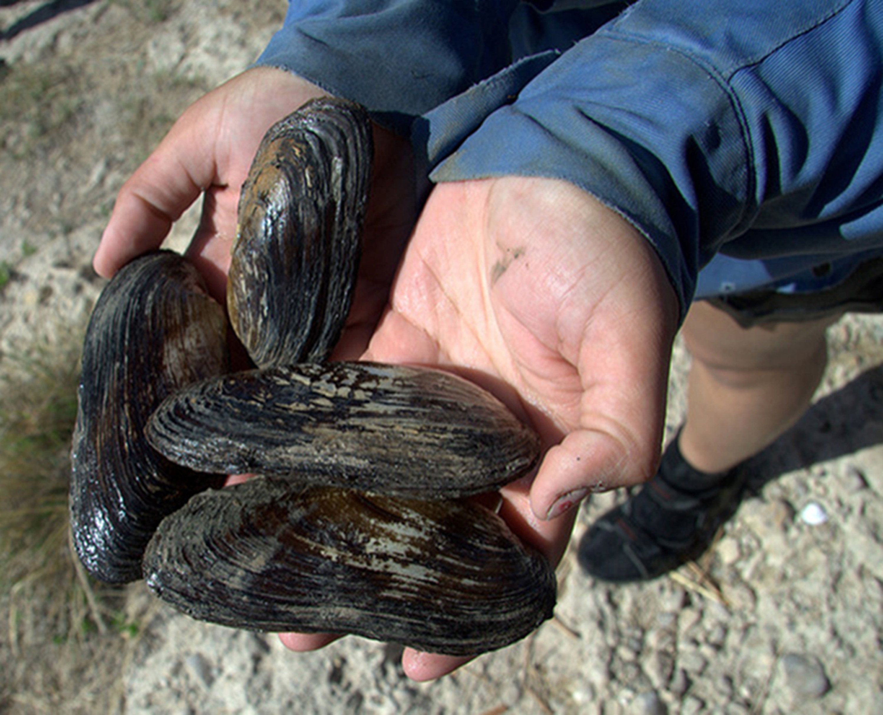 Texas hornshell mussel placed on the endangered species list AP News